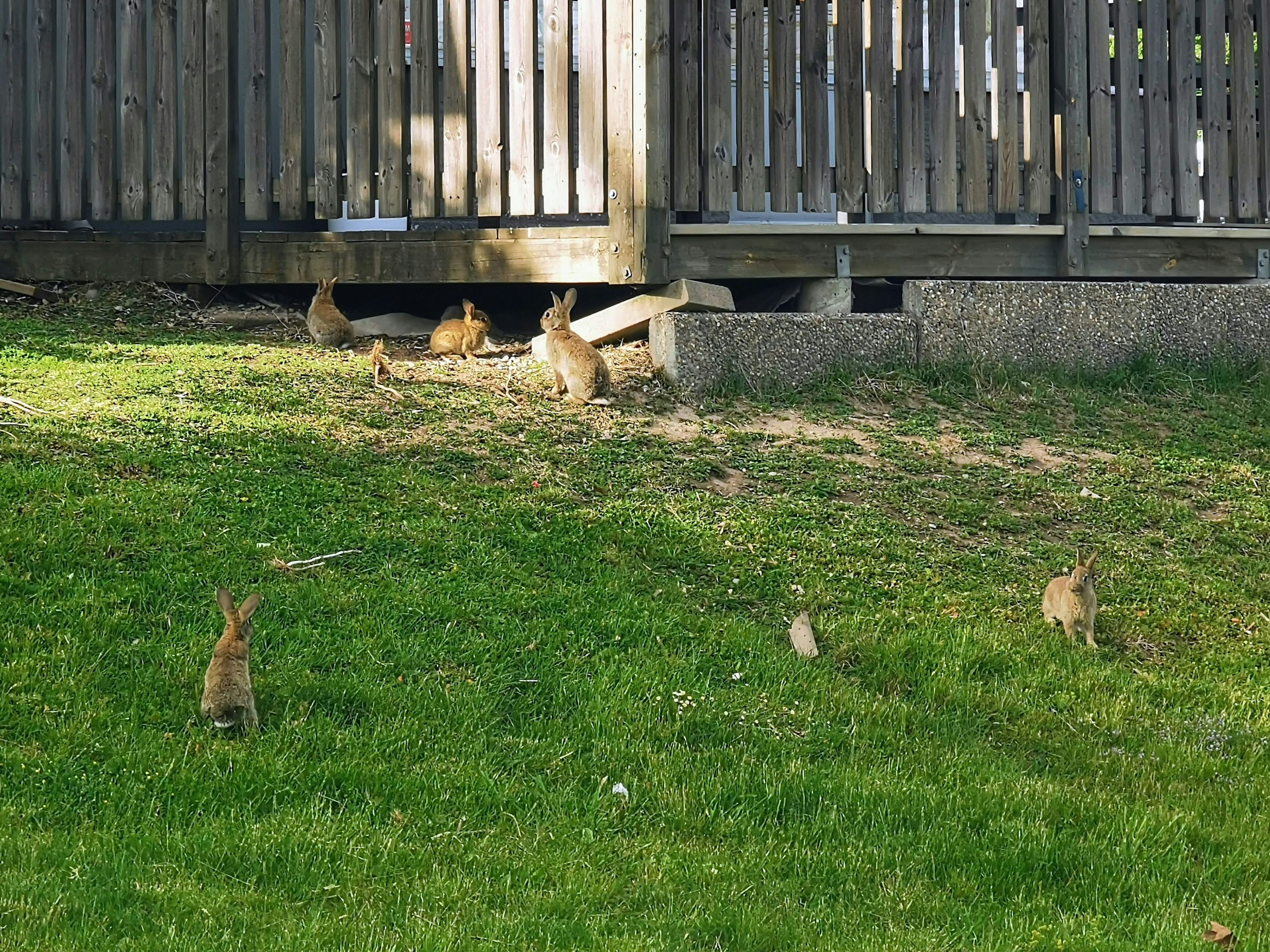 Mehrere Kaninchen auf Gras mit einem Holzzaun im Hintergrund