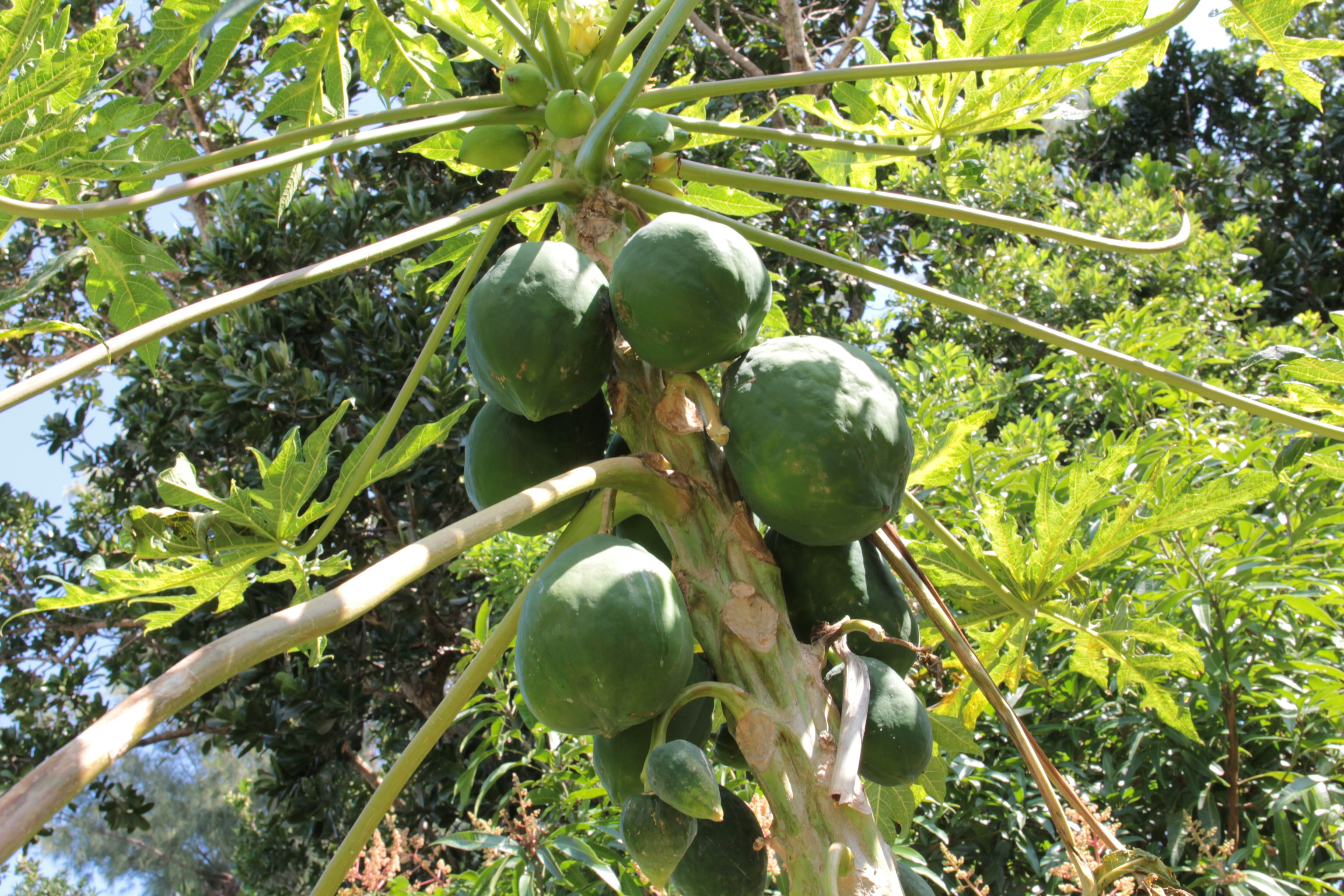 Green papaya fruits growing on a tree