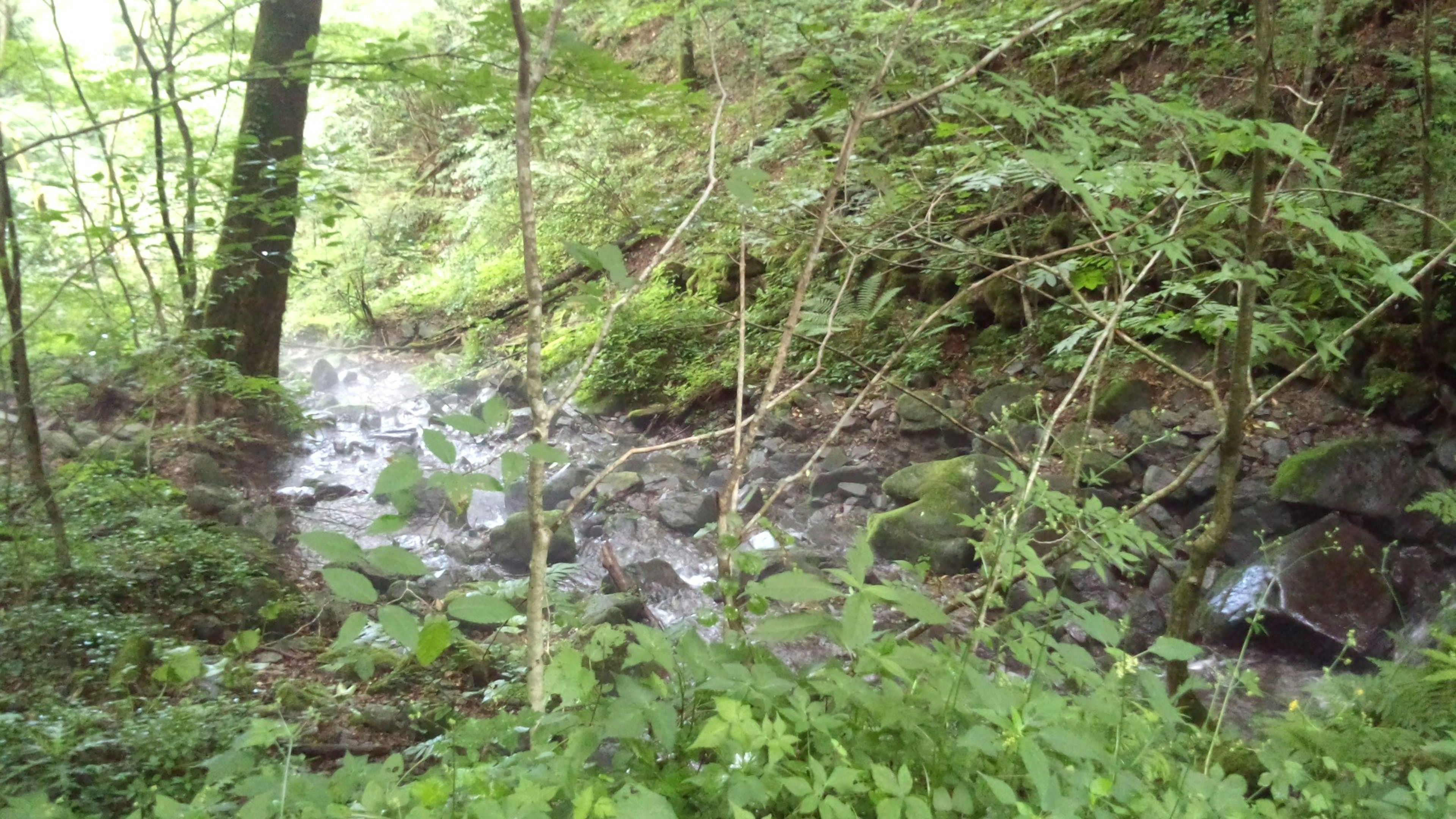 一條小溪流經鬱鬱蔥蔥的森林的美麗風景