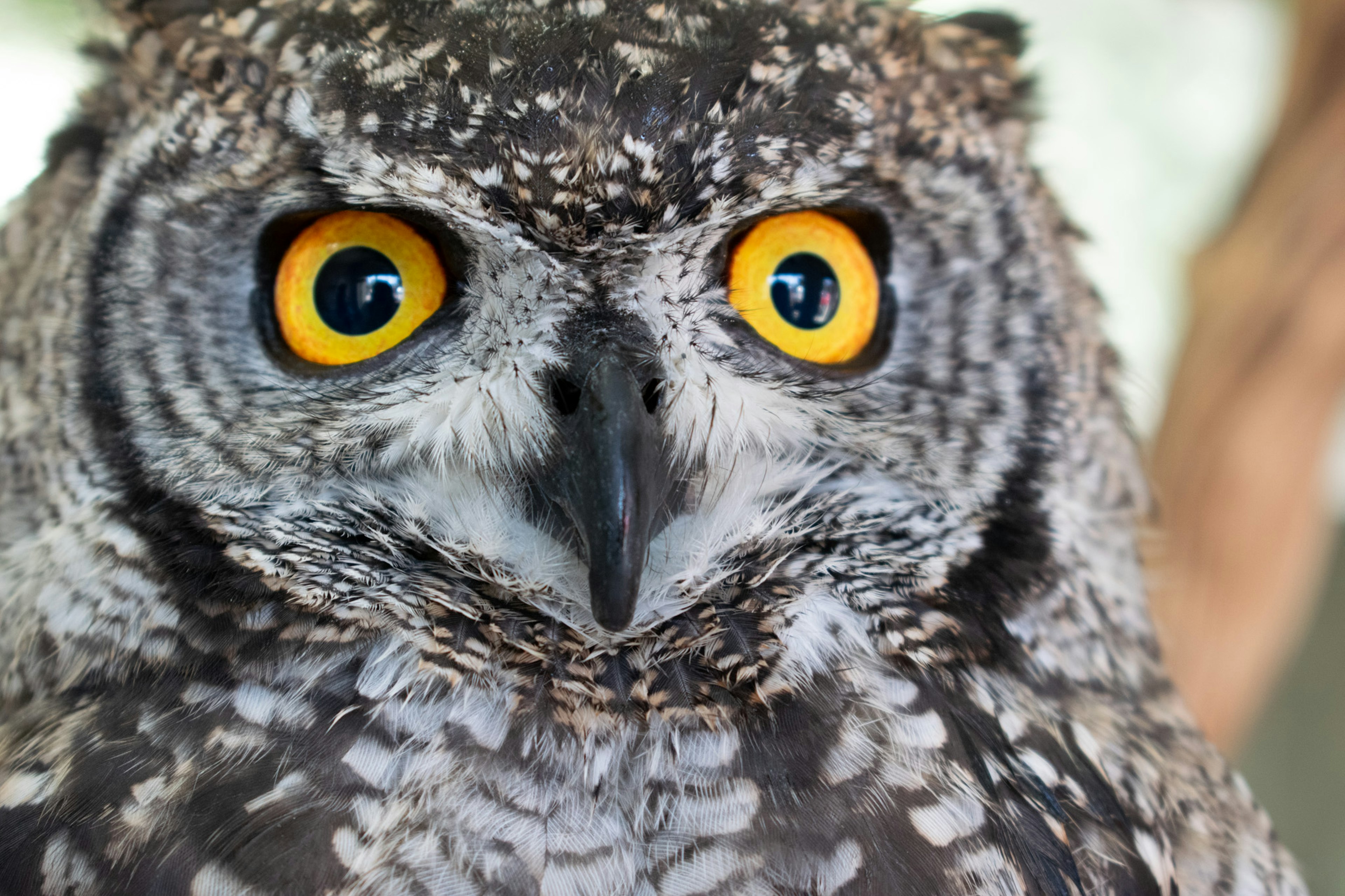 Close-up image of an owl with large yellow eyes