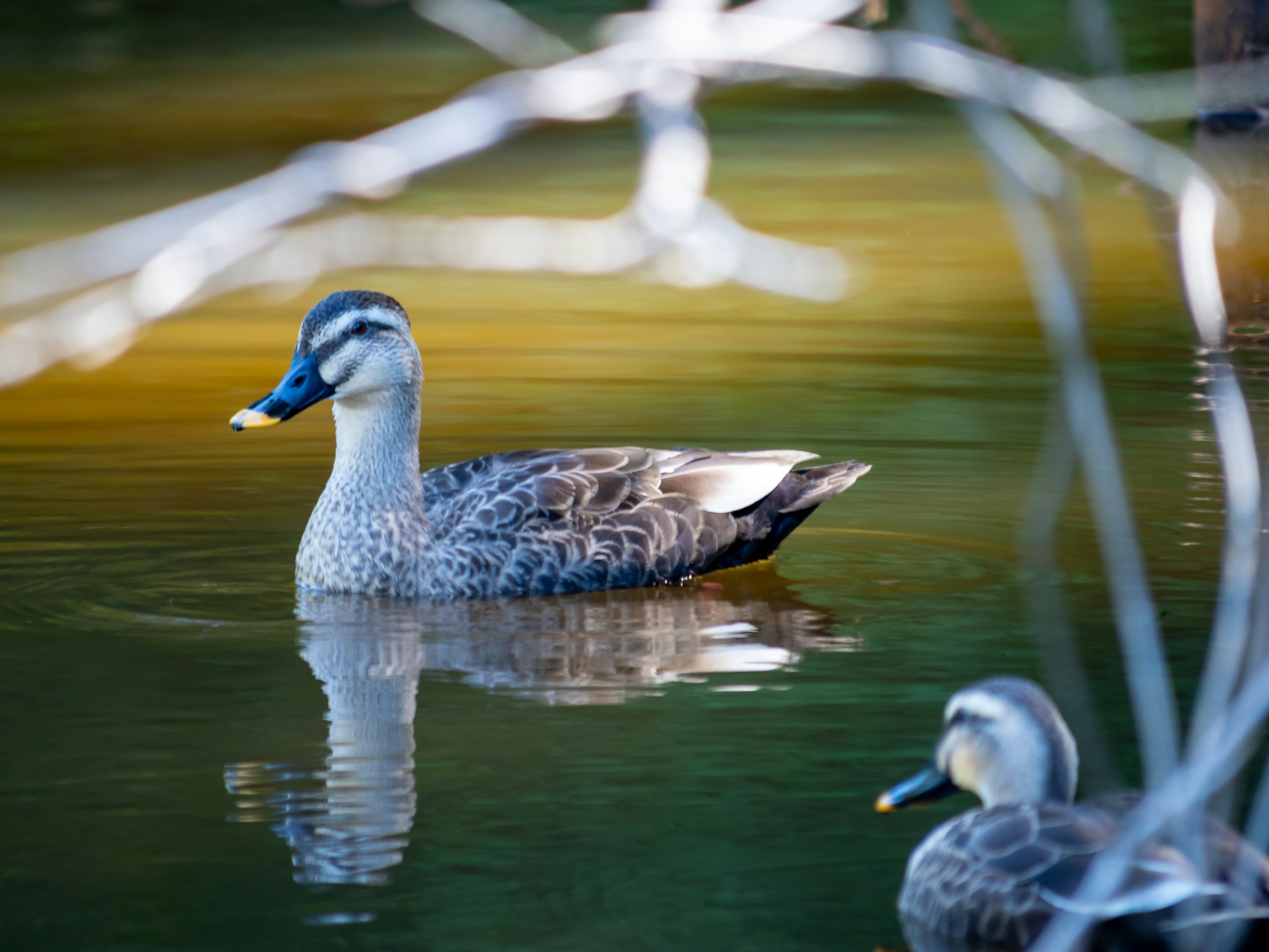 Ducks swimming on calm water with reflections