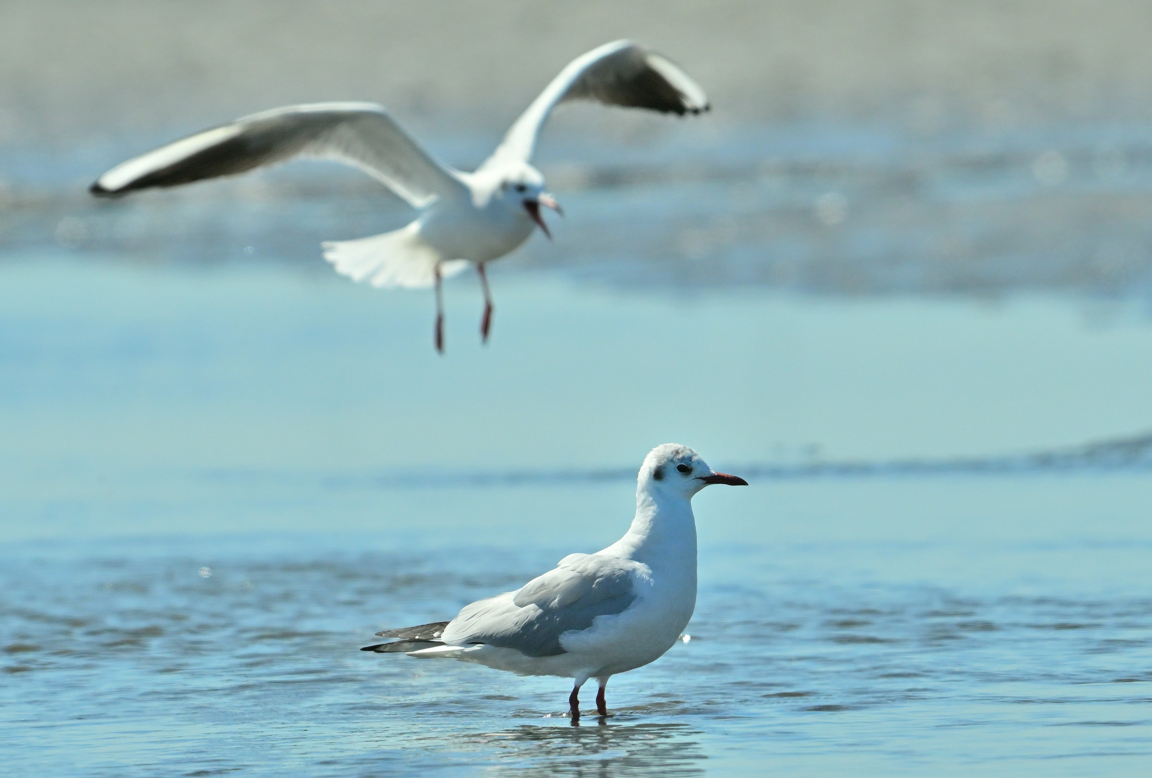 Un gabbiano in piedi nell'acqua bassa con un altro gabbiano che vola sopra