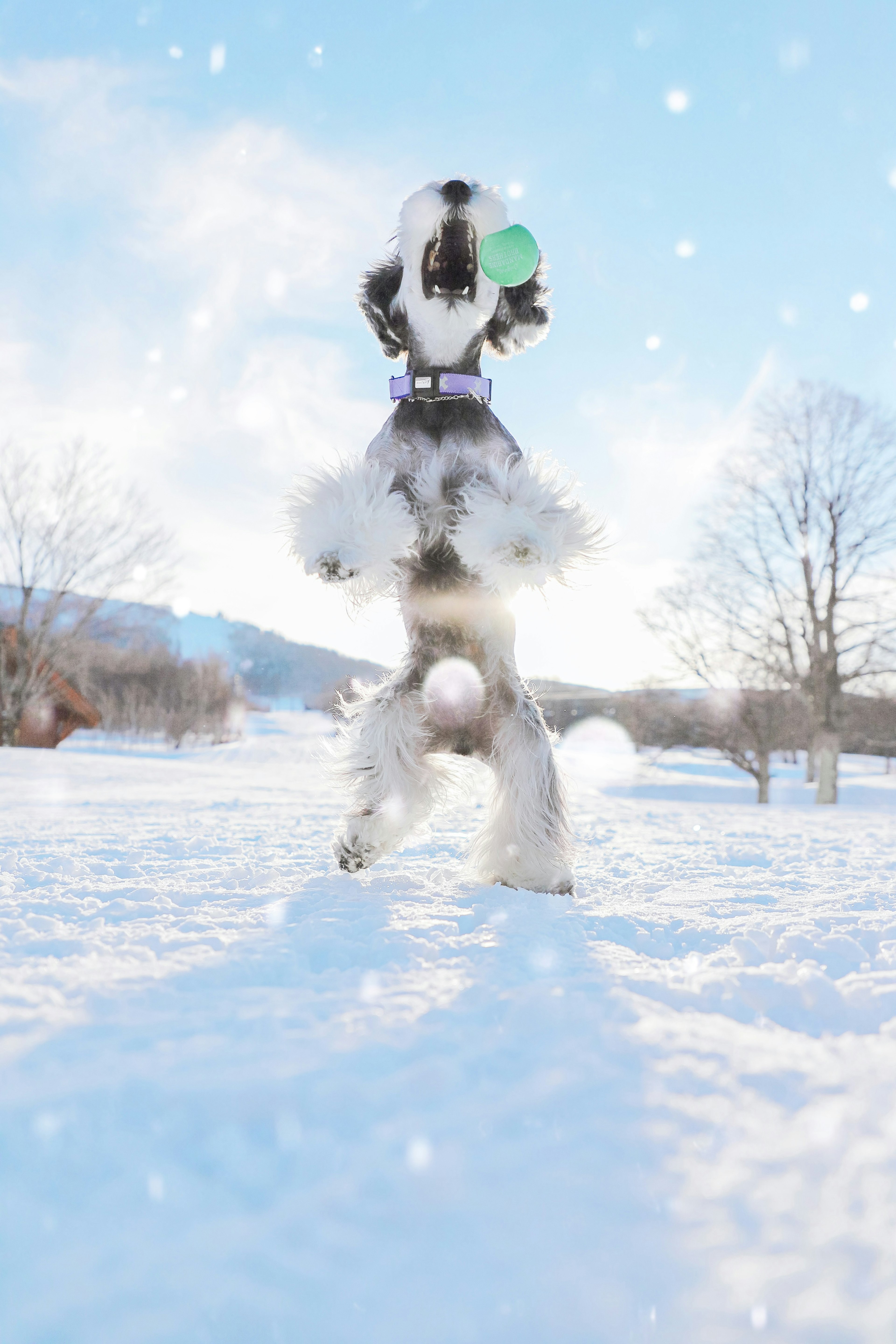 Perro schnauzer jugando con una pelota verde en la nieve