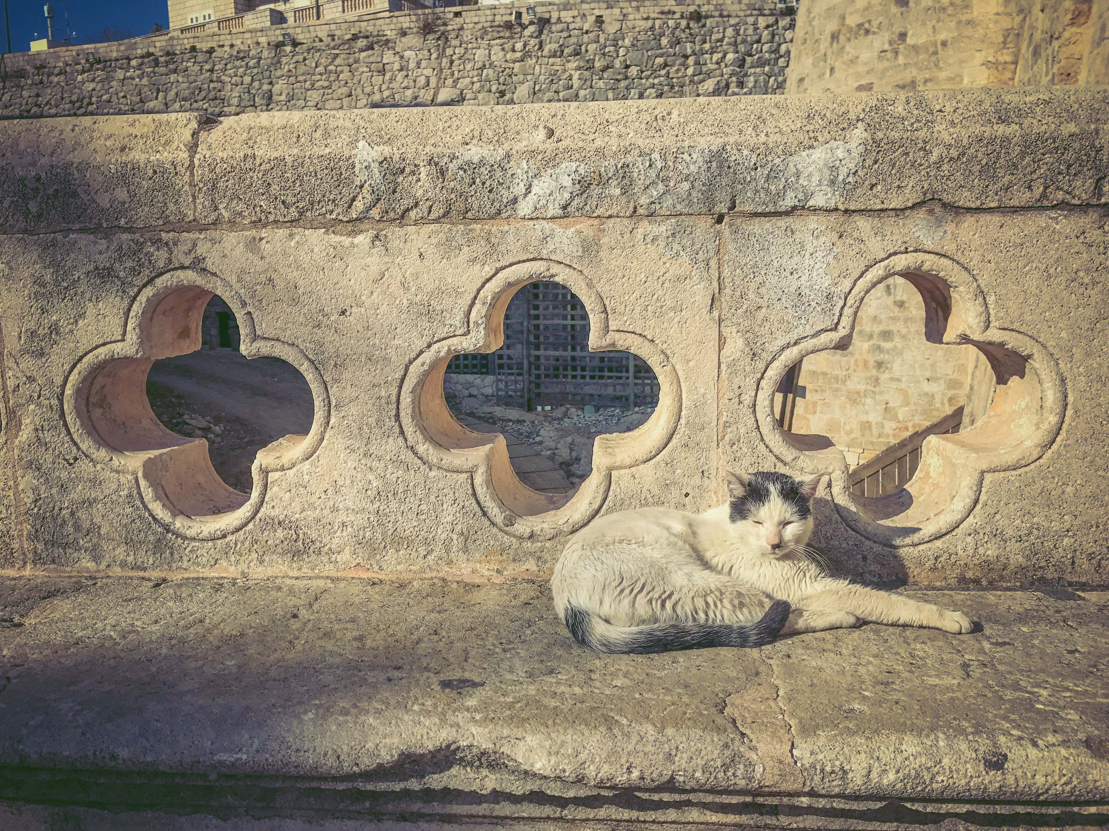 Eine schwarz-weiße Katze, die auf einer Steinmauer mit dekorativen Fenstern ruht