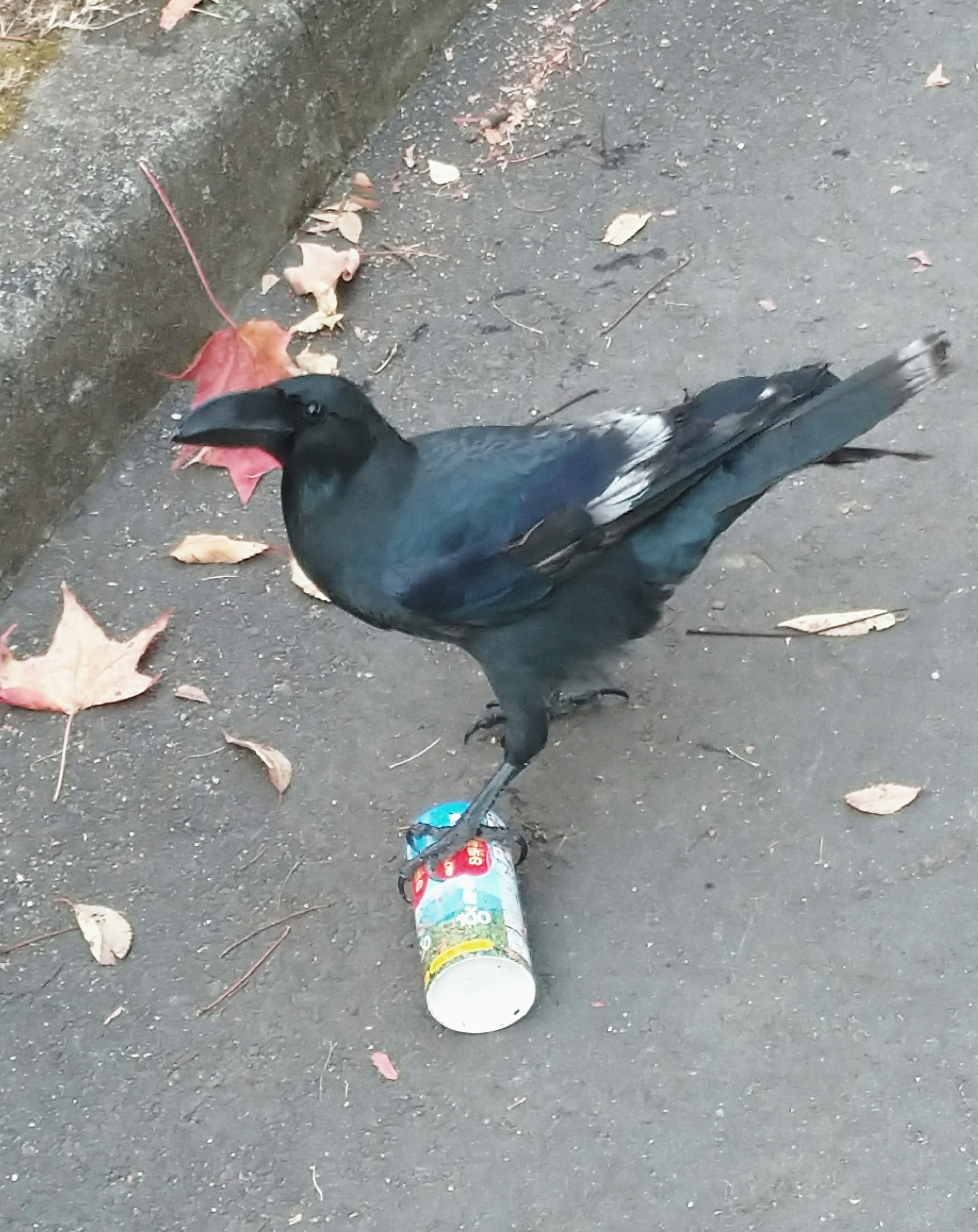 Un corbeau noir tenant une canette vide