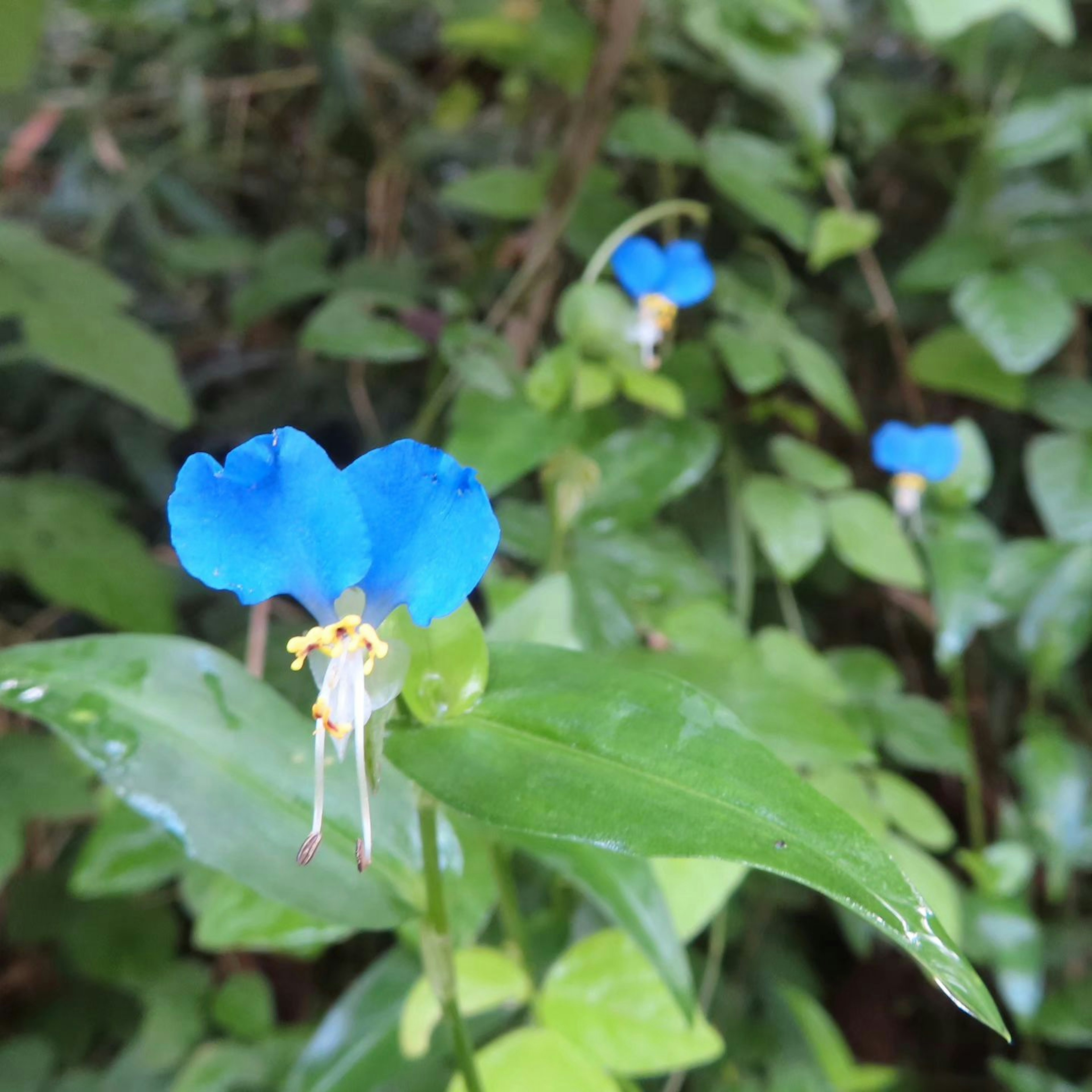 Foto dekat tanaman dengan bunga biru cerah dan daun hijau