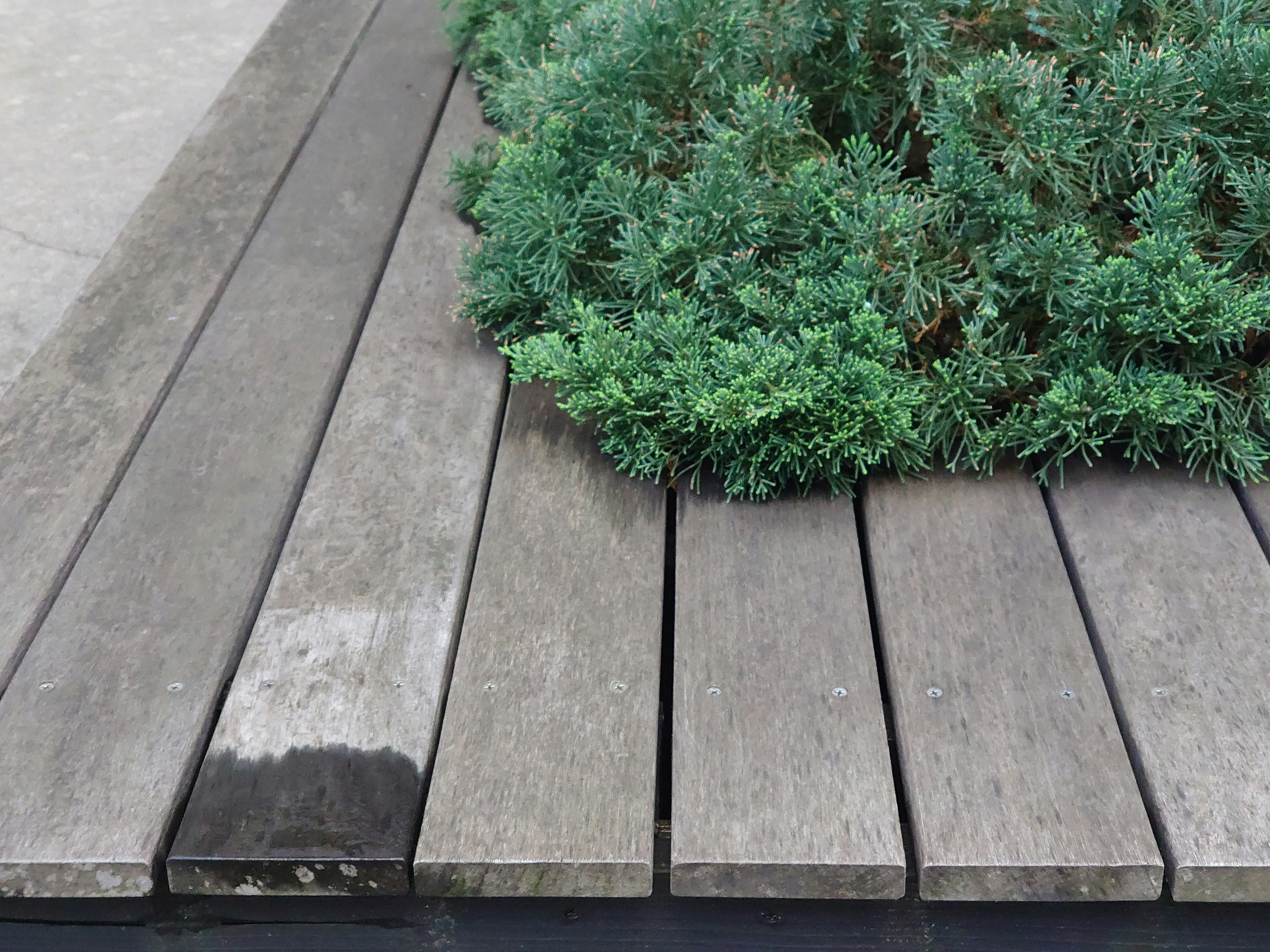 Tablones de madera con follaje verde exuberante