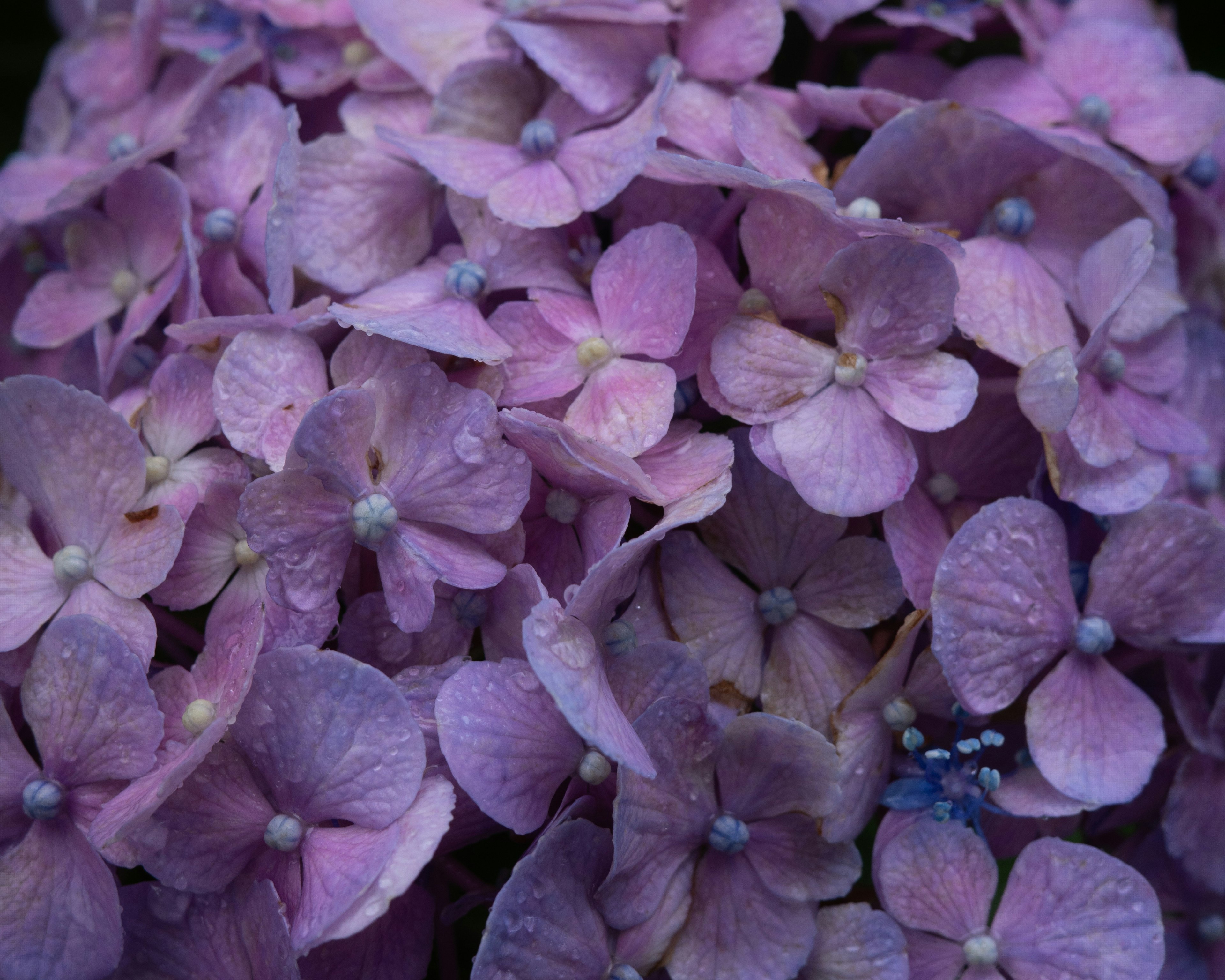 Groupe de pétales de fleurs d'hortensia violettes délicates