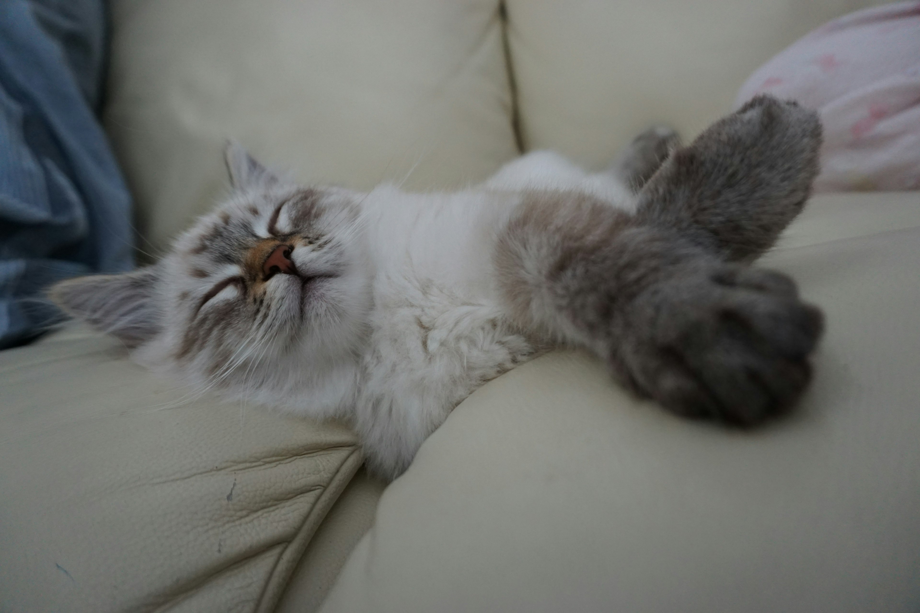 Un gato durmiendo relajado en un sofá