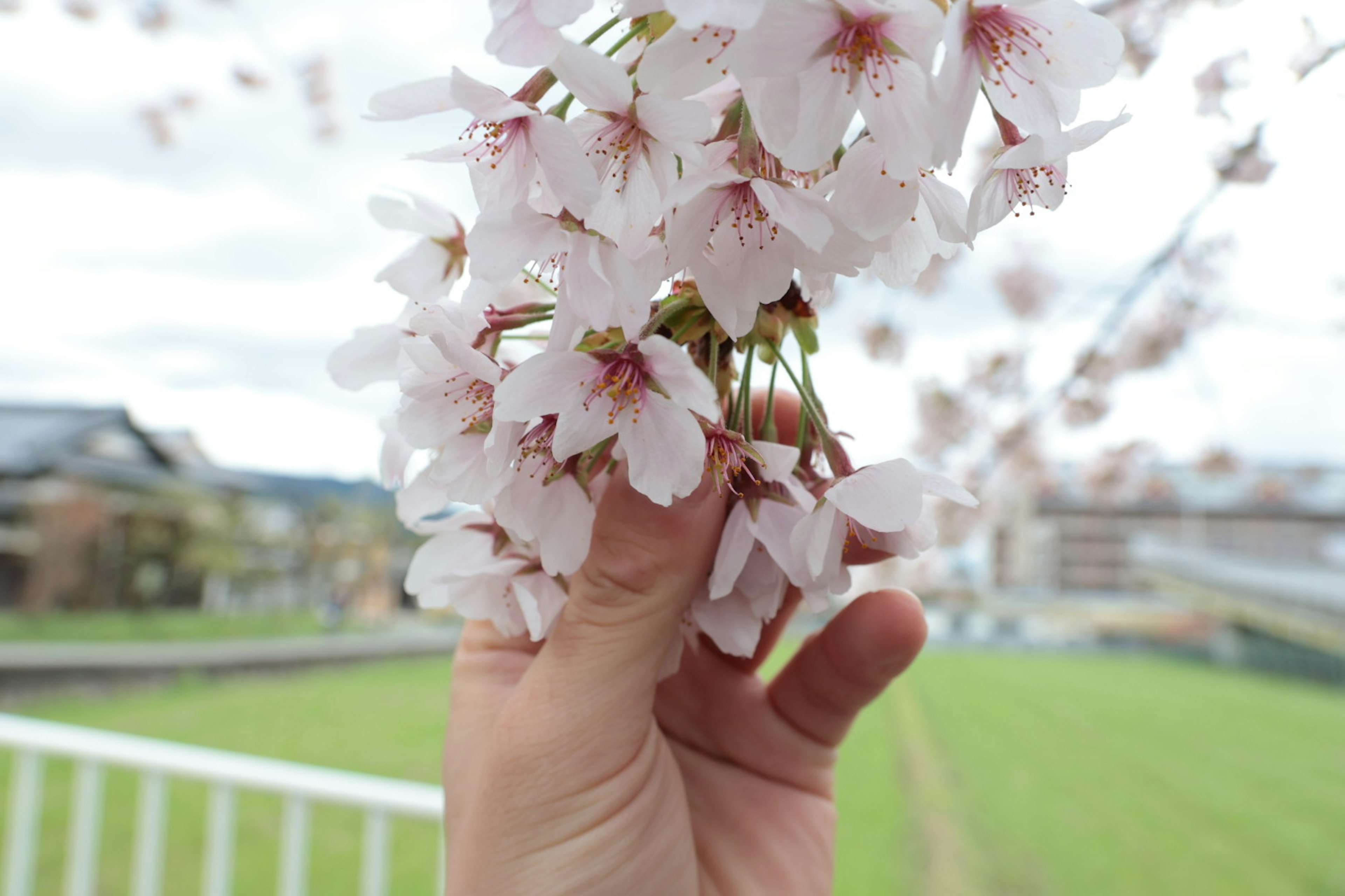 Une main tenant des fleurs de cerisier avec un arrière-plan flou