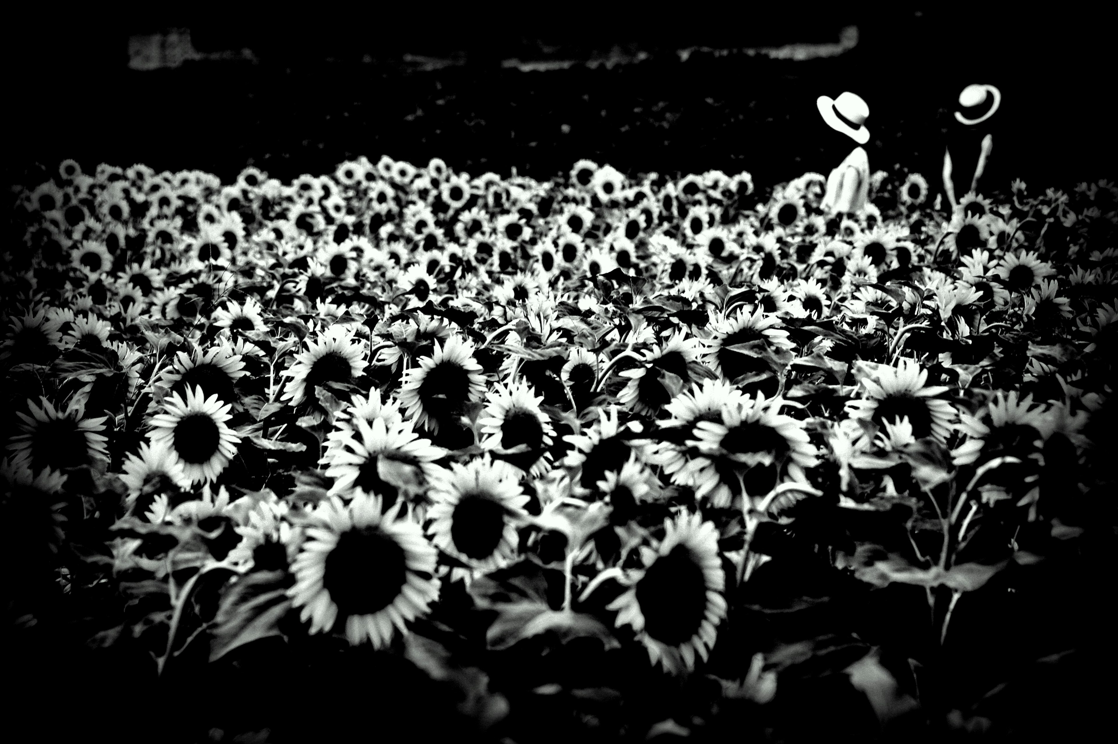 Campo di girasoli con due donne che indossano cappelli