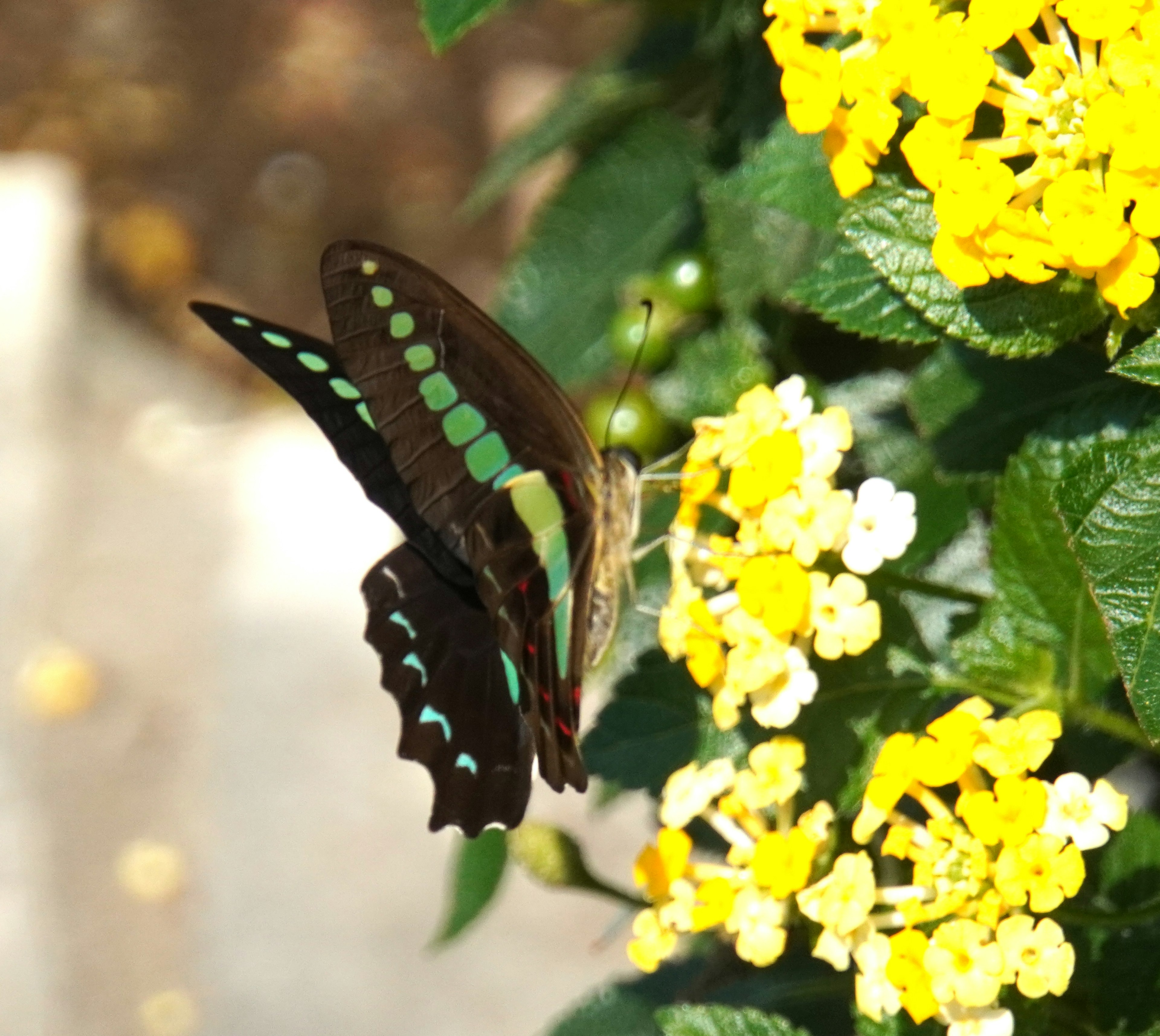 Una mariposa negra con manchas verdes posada sobre flores amarillas