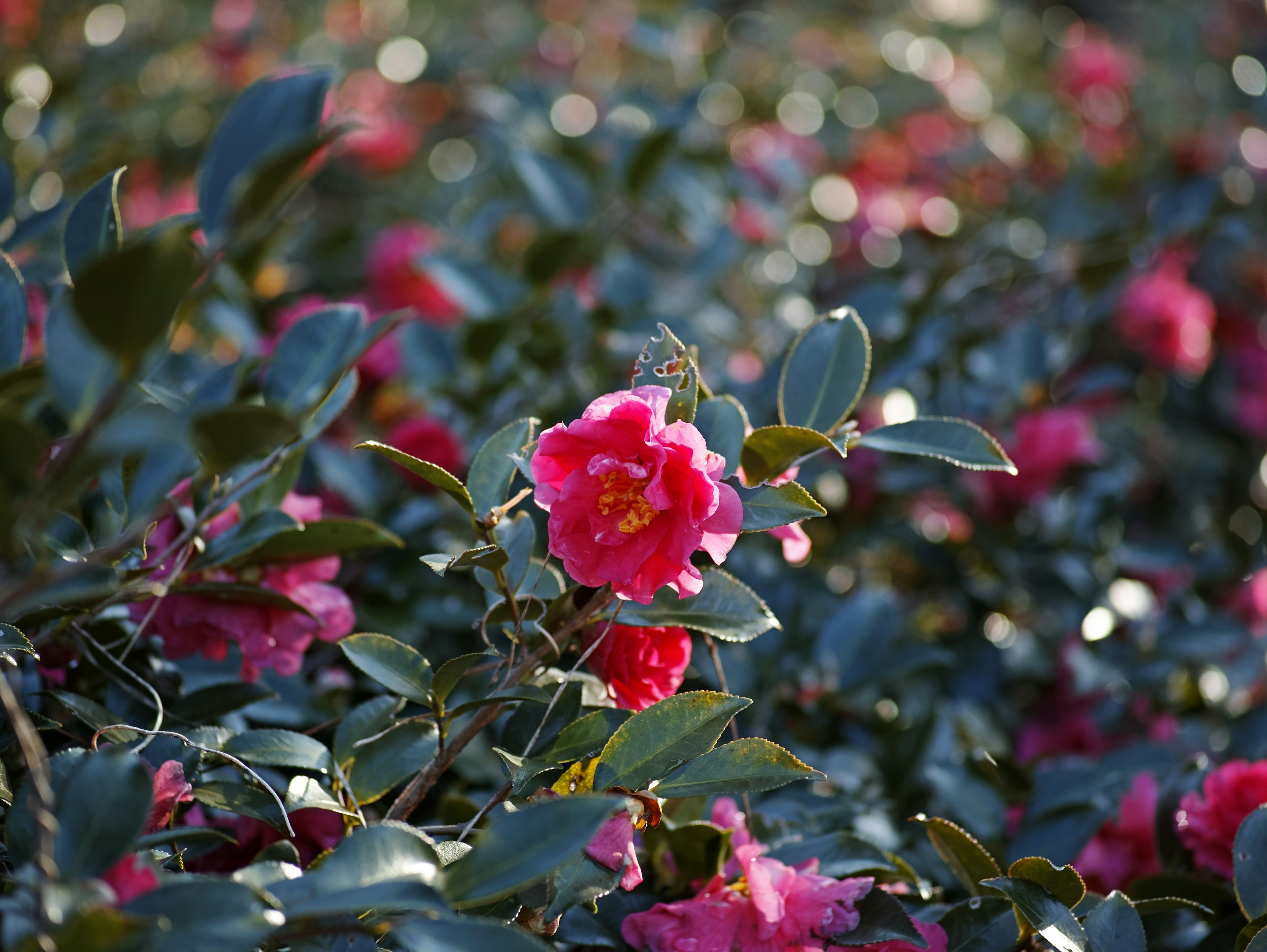 鮮やかなピンクの椿の花と緑の葉が背景に広がる美しい風景