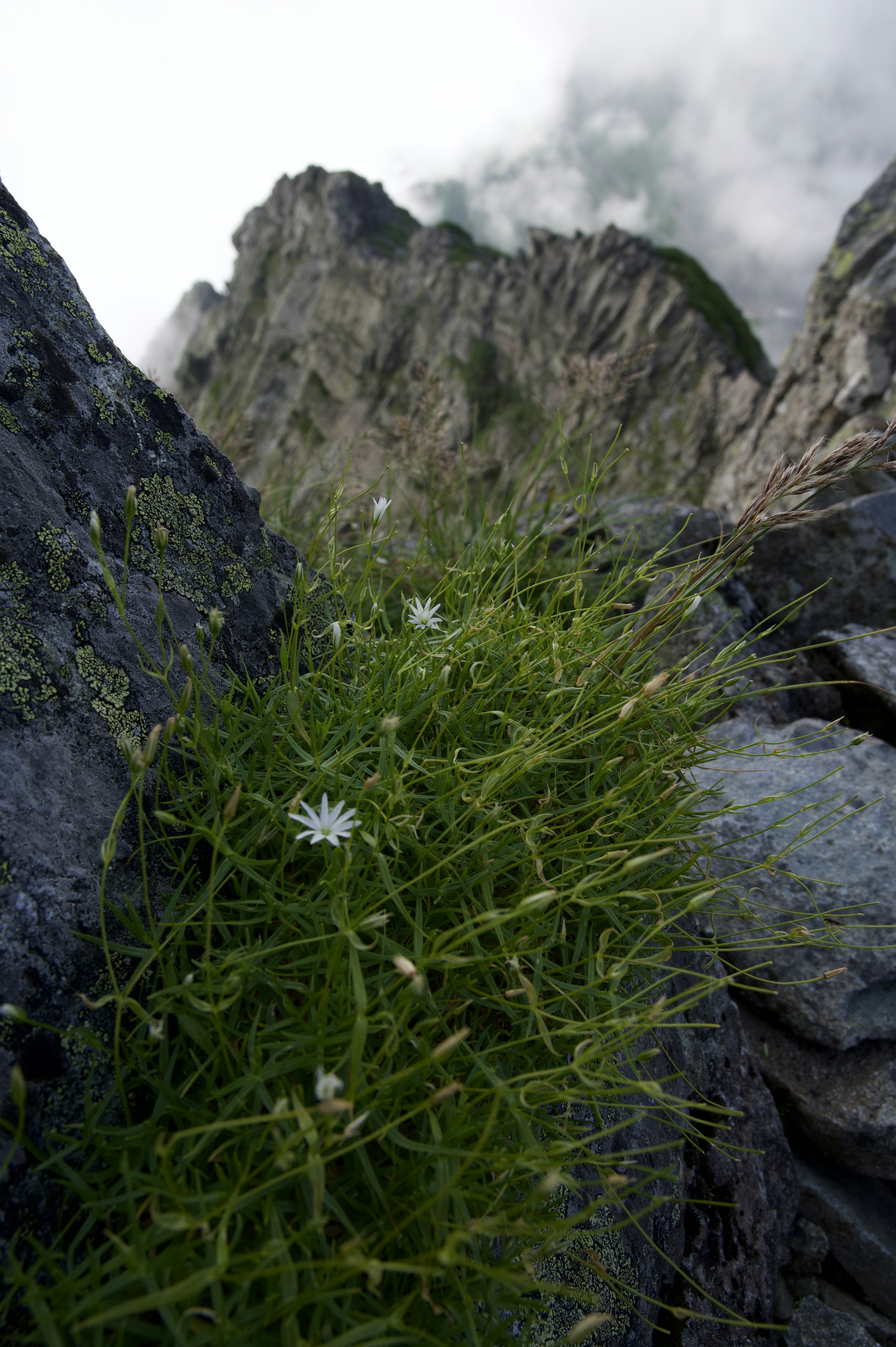 Herbe verte et fleurs blanches poussant entre les rochers dans un paysage montagneux