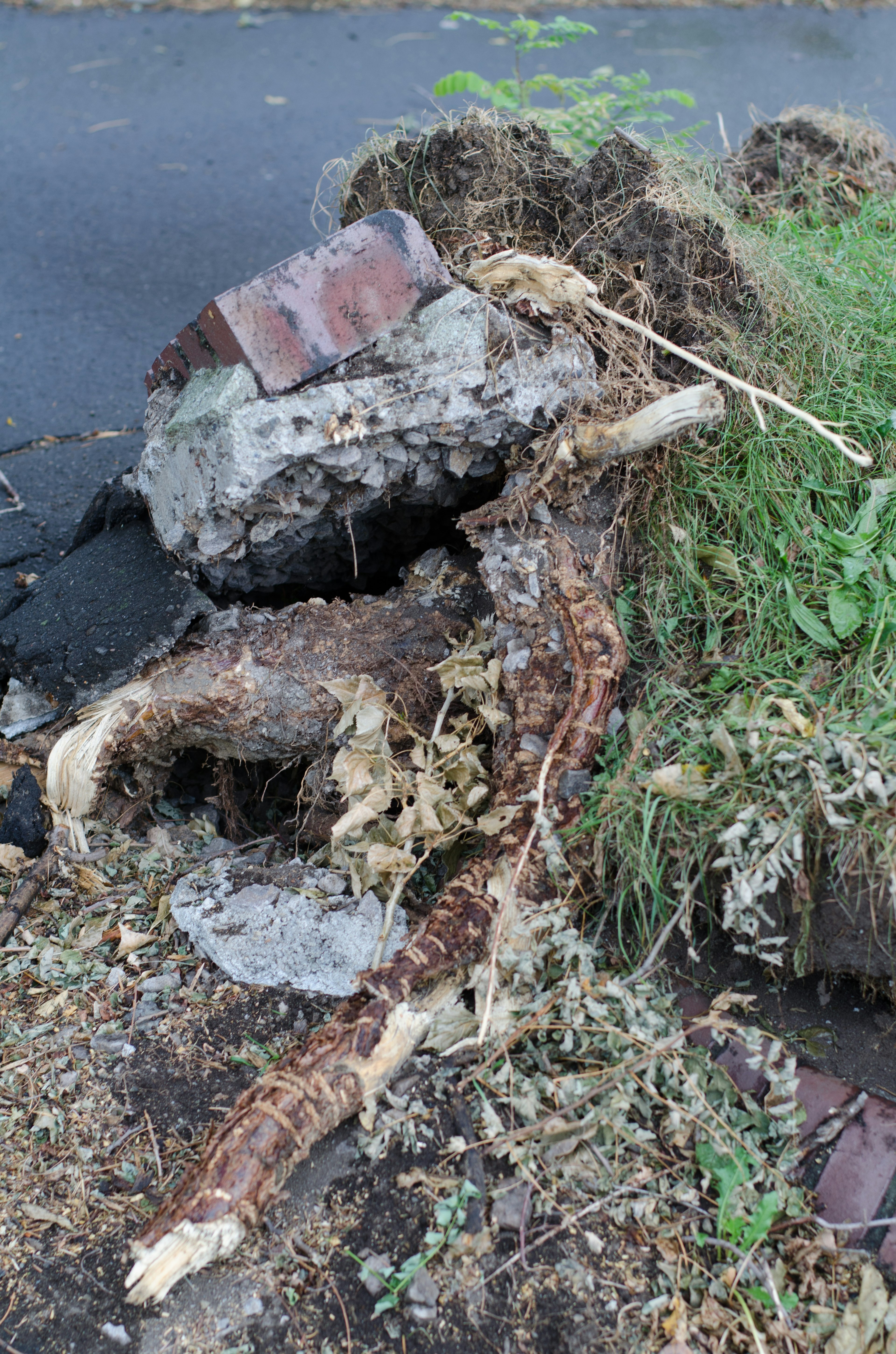 Un enchevêtrement de racines d'arbre en décomposition et un morceau de béton avec de l'herbe envahissante