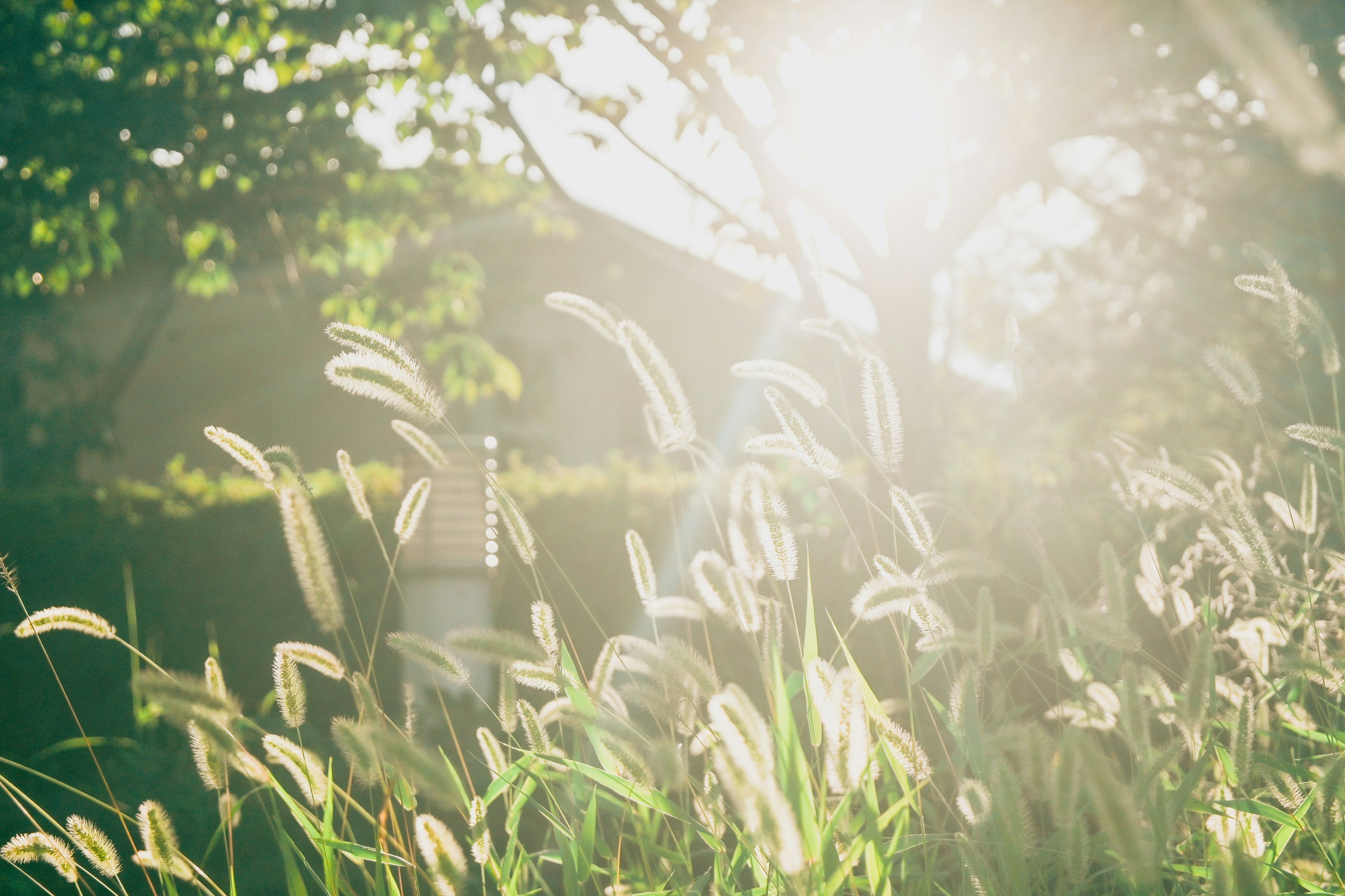 Soft light illuminating green grass and reeds