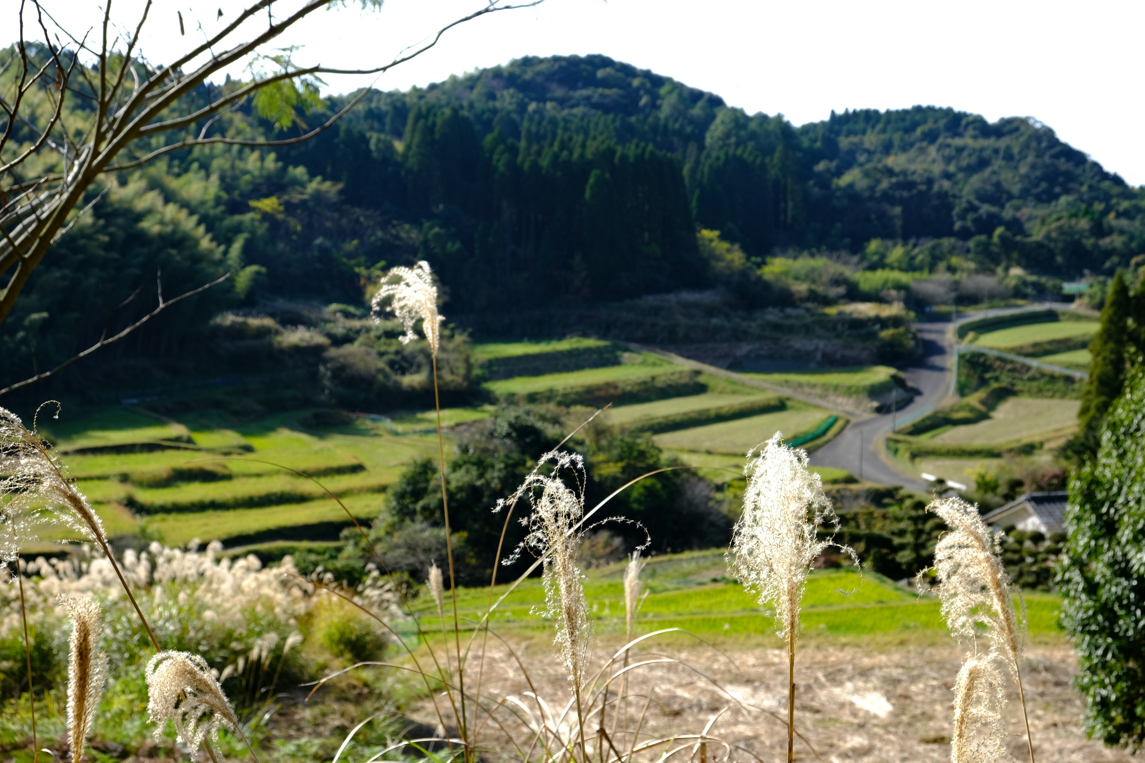 ทิวทัศน์ชนบทที่สวยงามพร้อมหญ้าที่โบกสะบัดและนาขั้นบันได