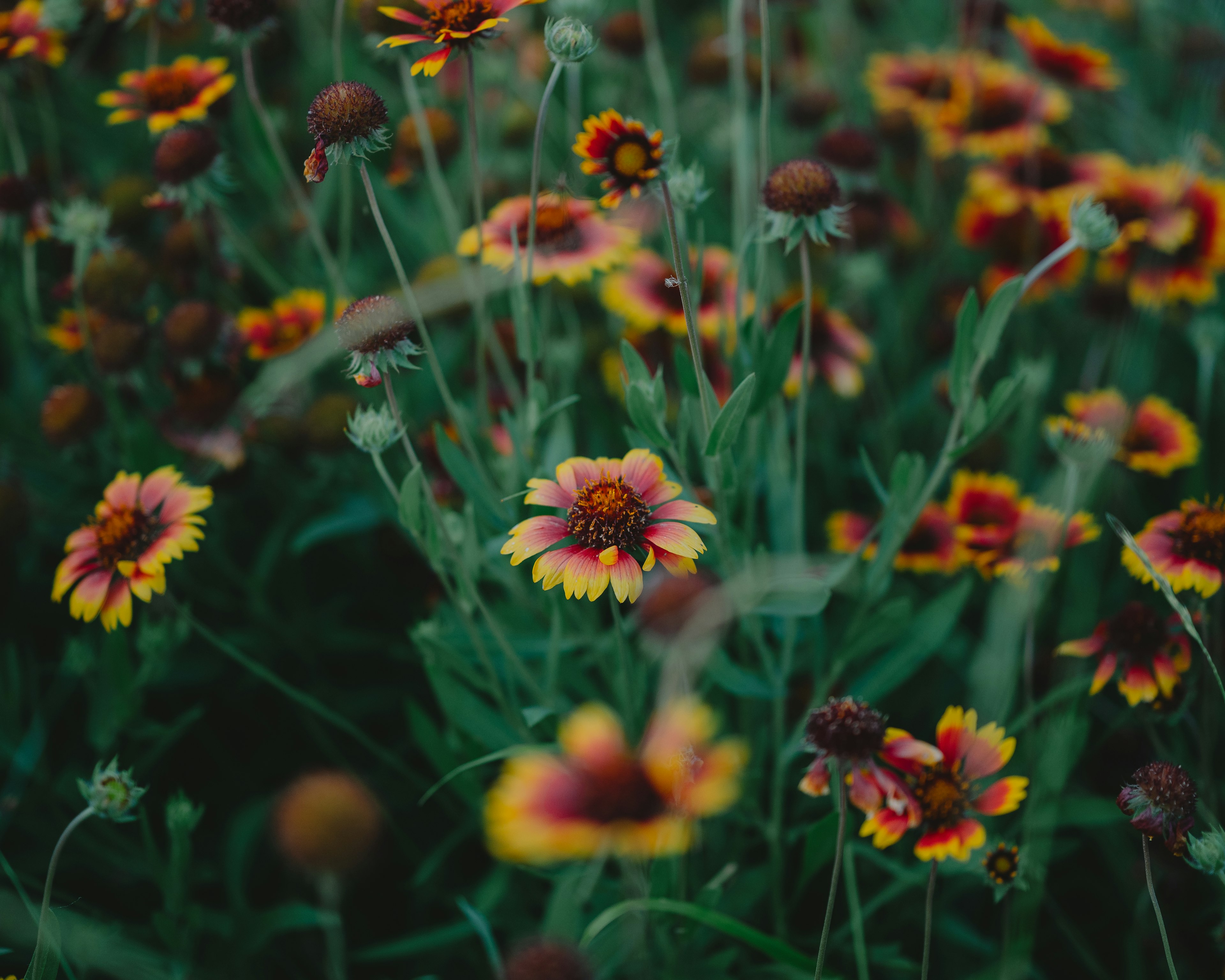 Fleurs sauvages vibrantes dans un champ vert