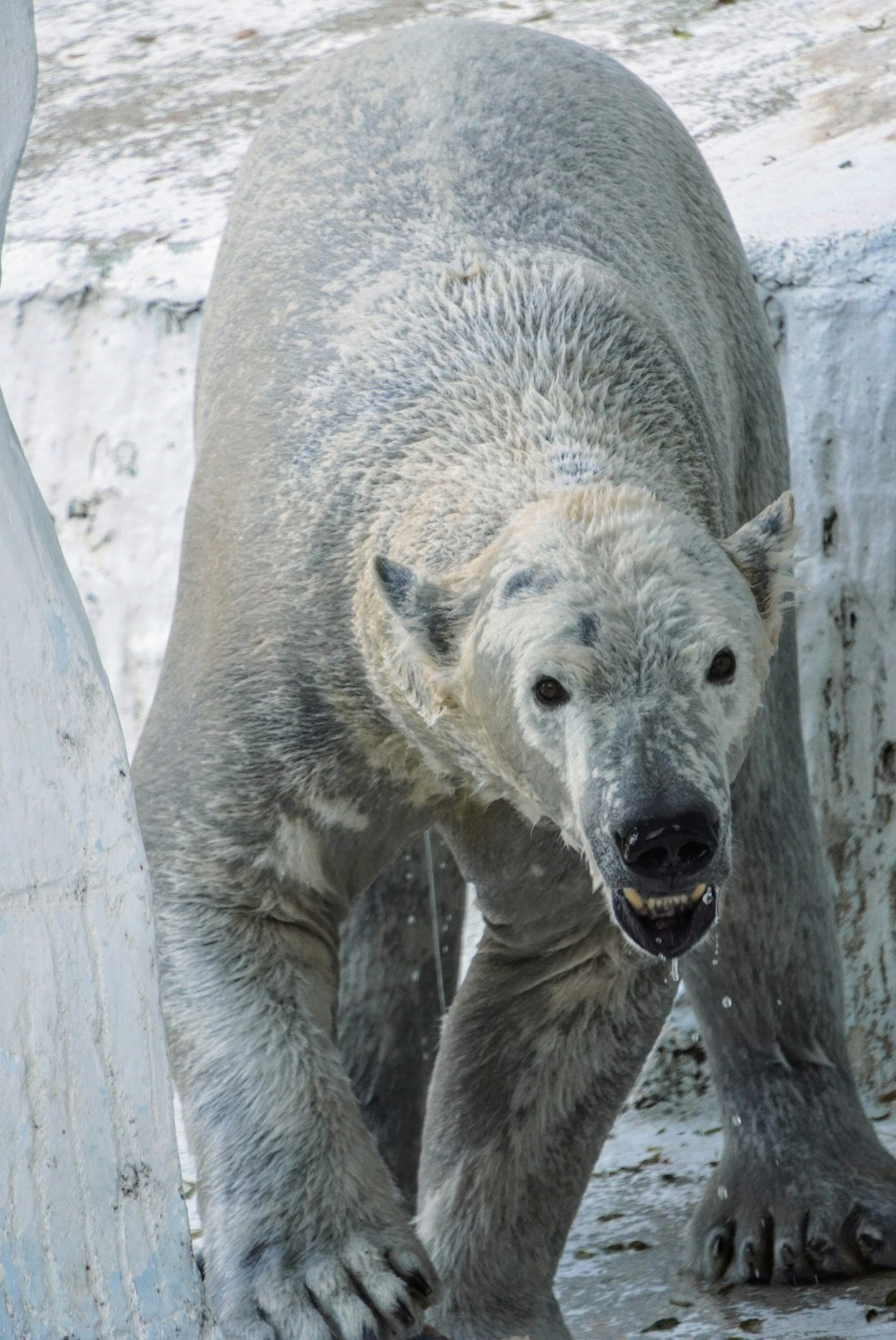 氷の上を歩く白クマの近接ショット