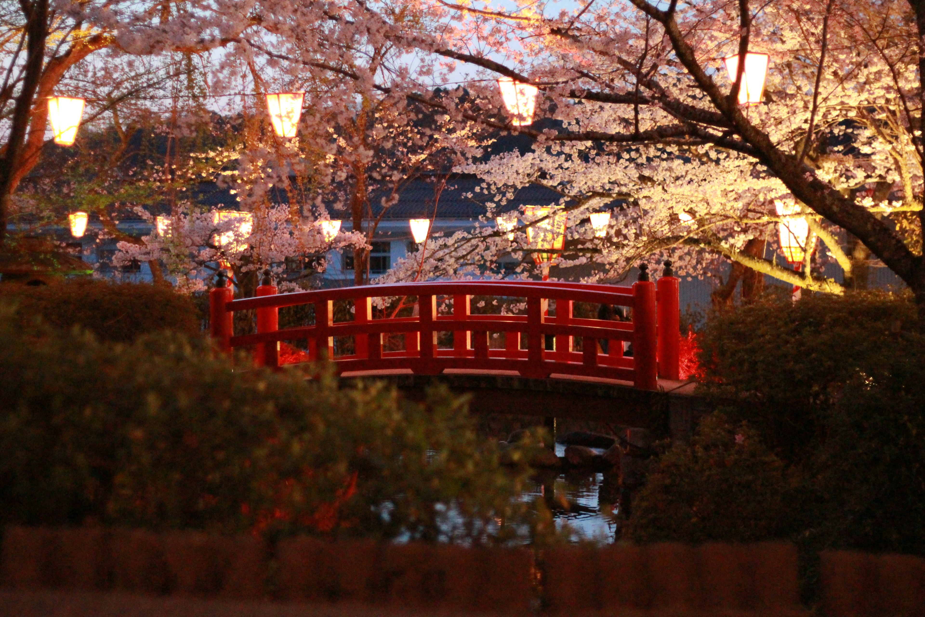 黃昏時分櫻花和紅橋的寧靜公園場景