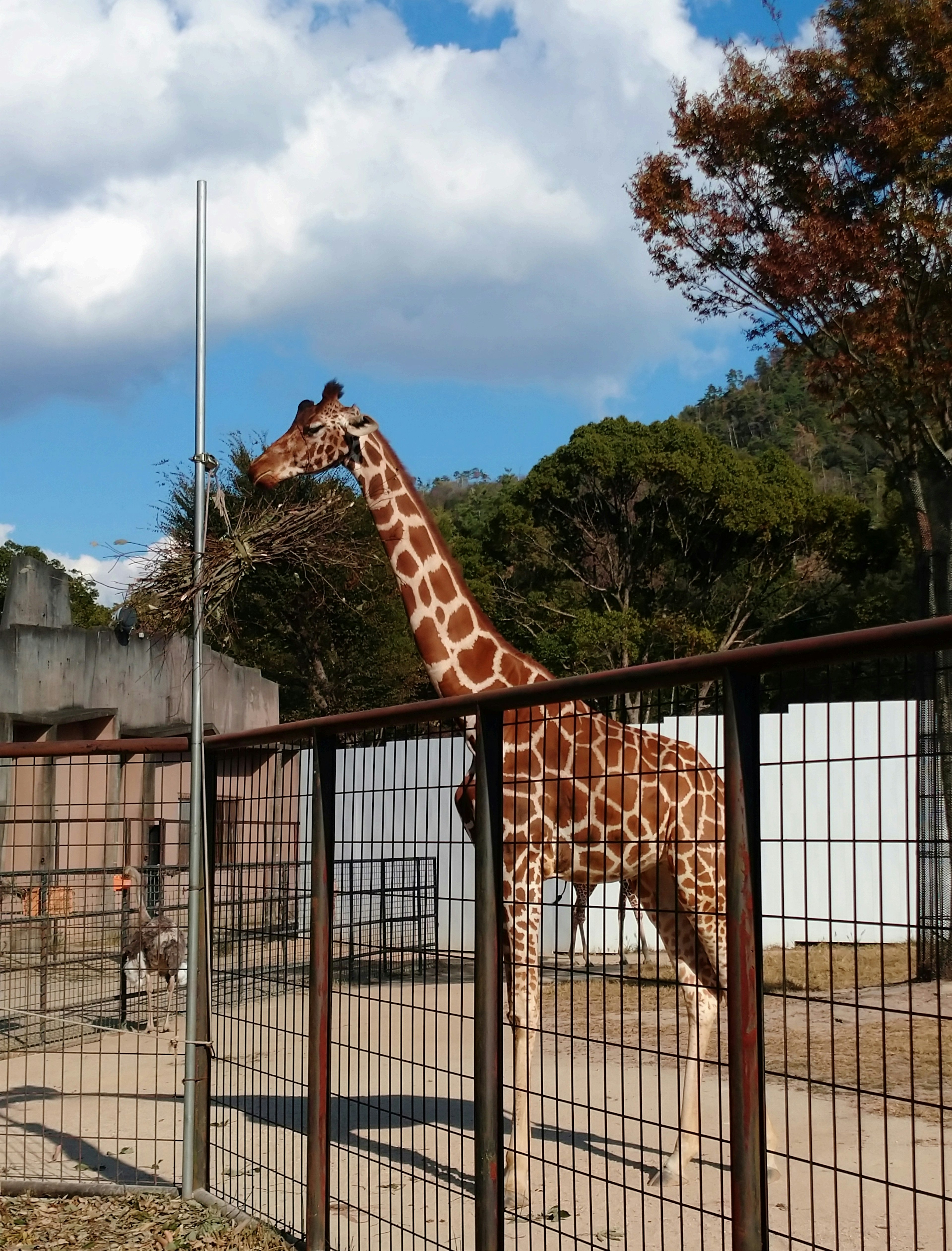 A giraffe standing in a zoo with green trees and blue sky in the background