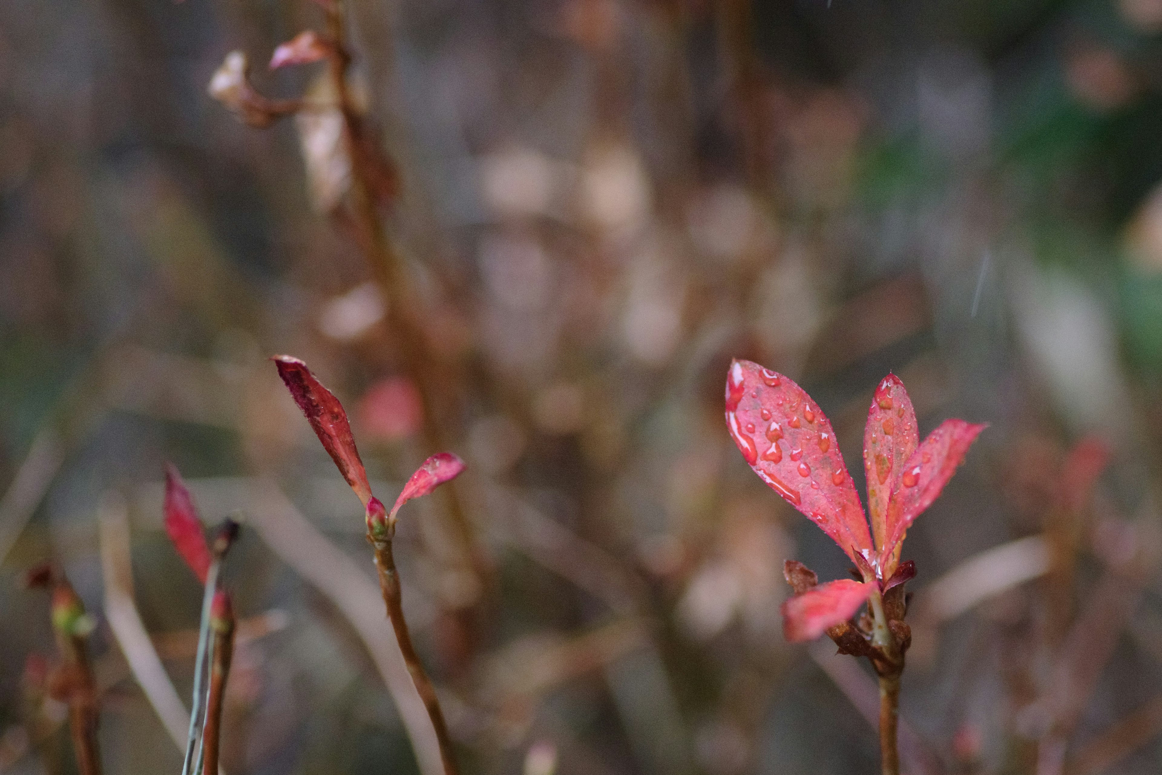 Close-up daun merah basah oleh gerimis pada tanaman