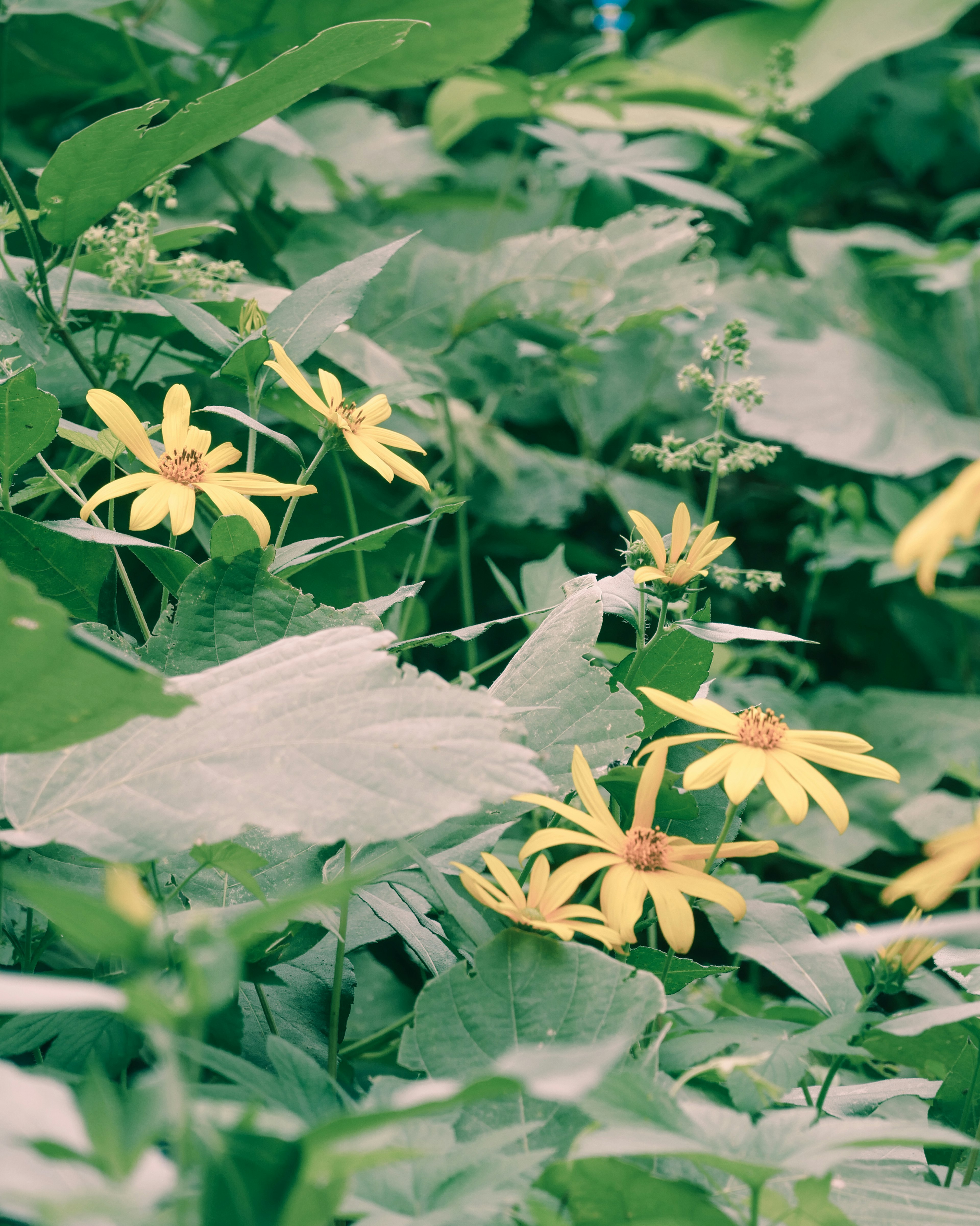 Kedekatan bunga kuning dikelilingi daun hijau