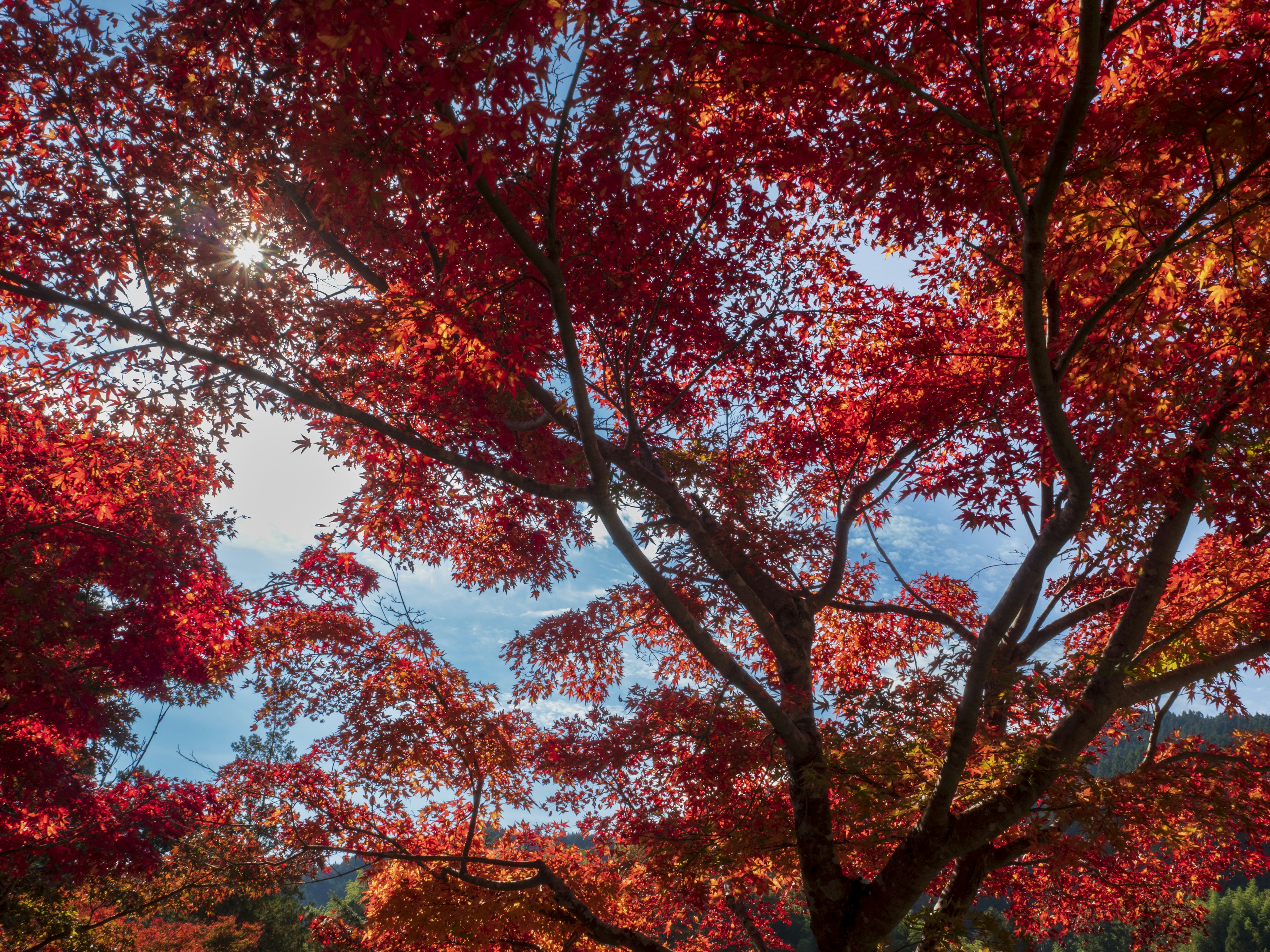 Hermoso paisaje de árboles cubiertos de hojas rojas