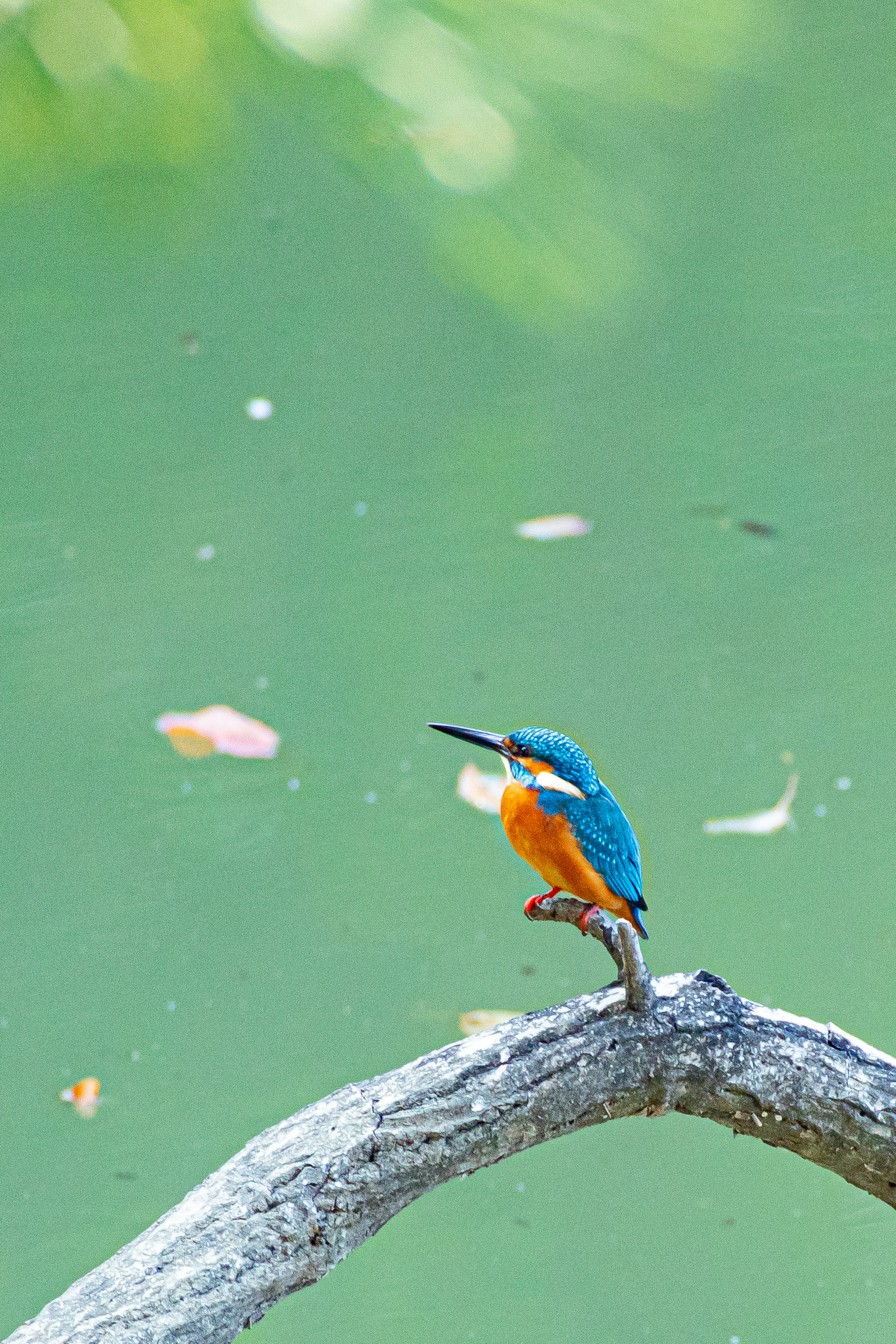 Ein Eisvogel mit blauen und orangefarbenen Federn sitzt auf einem Ast über grünem Wasser