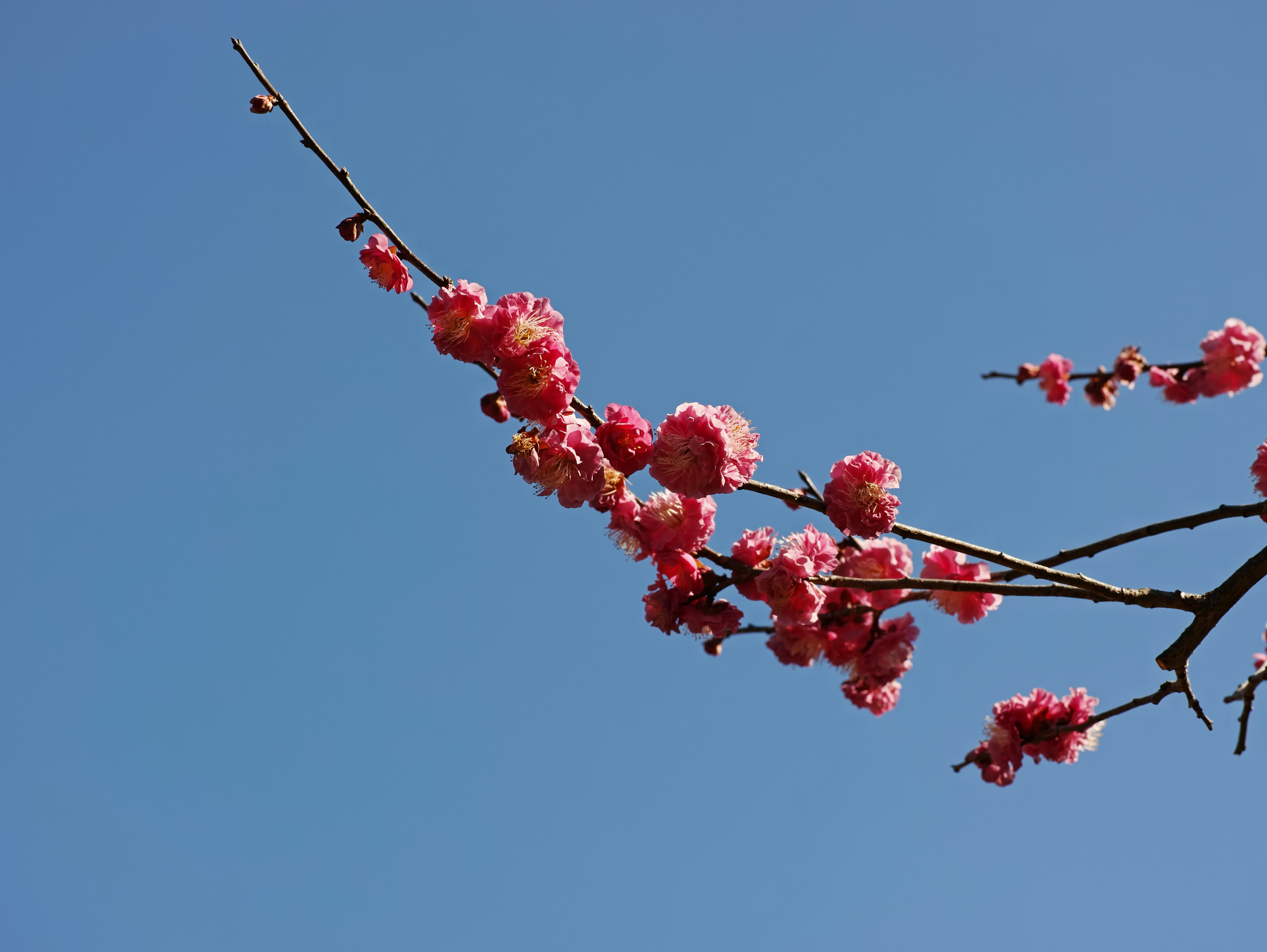 Una rama con flores rosas bajo un cielo azul