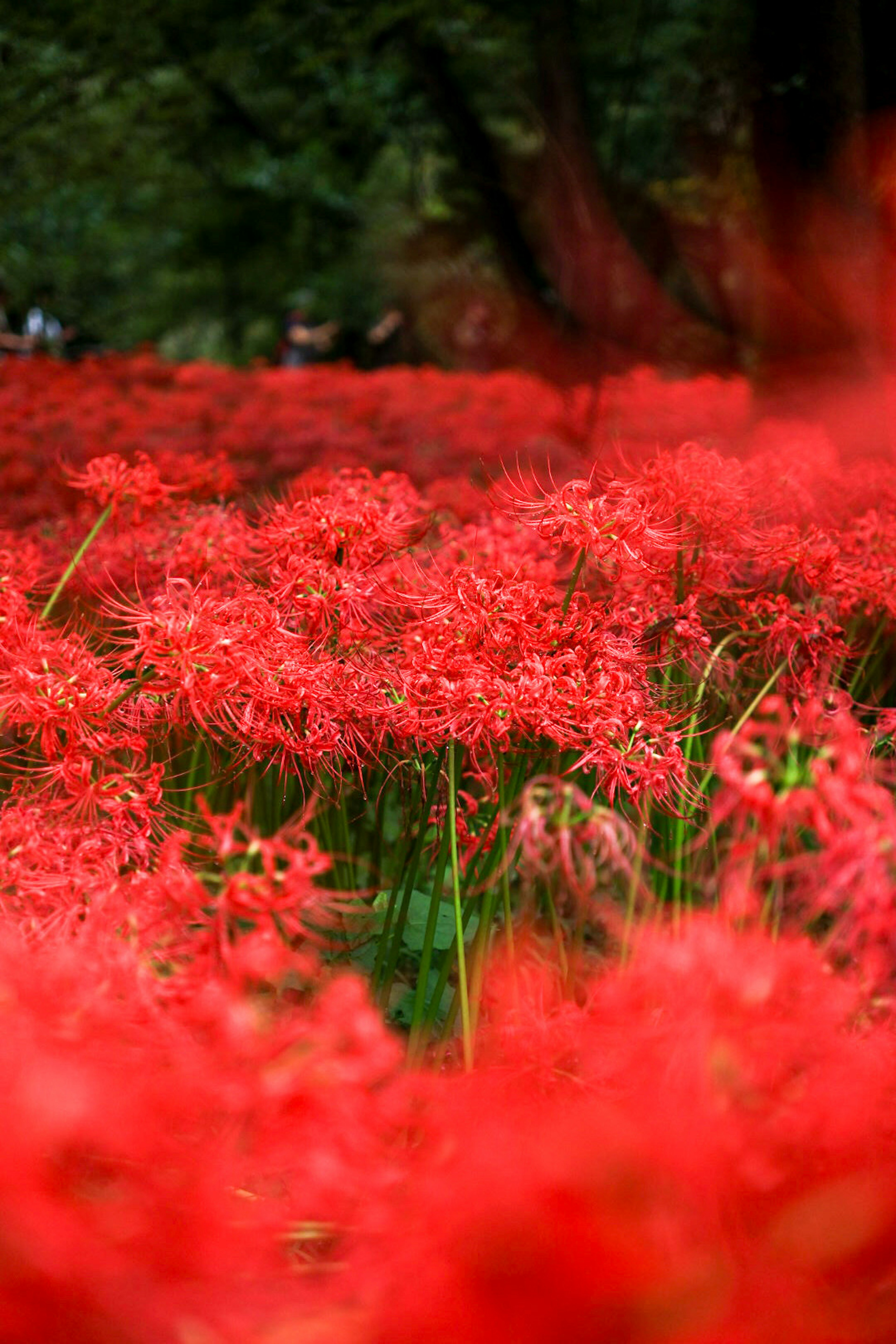 Field of vibrant red spider lilies in full bloom