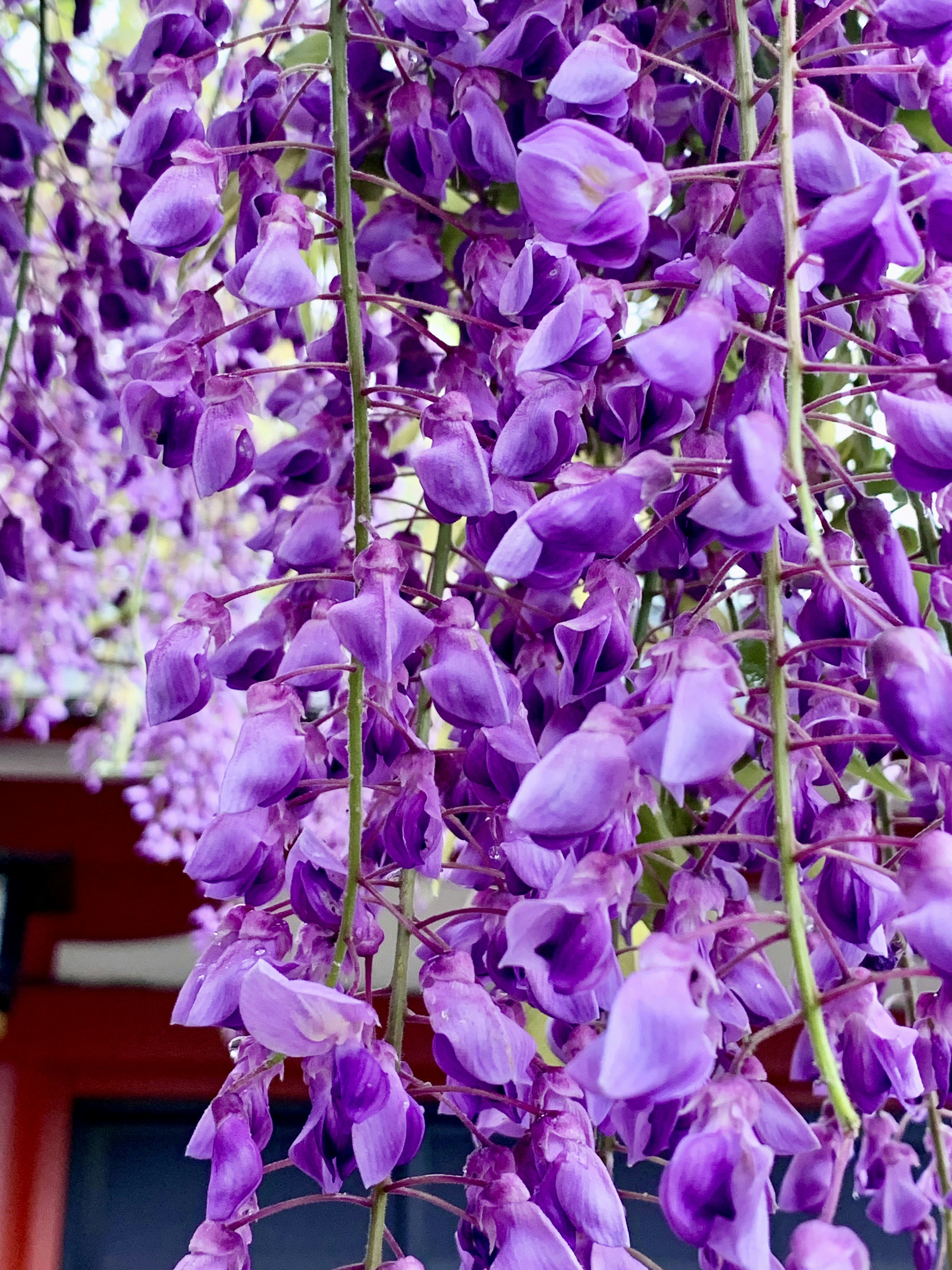 紫色の藤の花が垂れ下がっている美しい光景