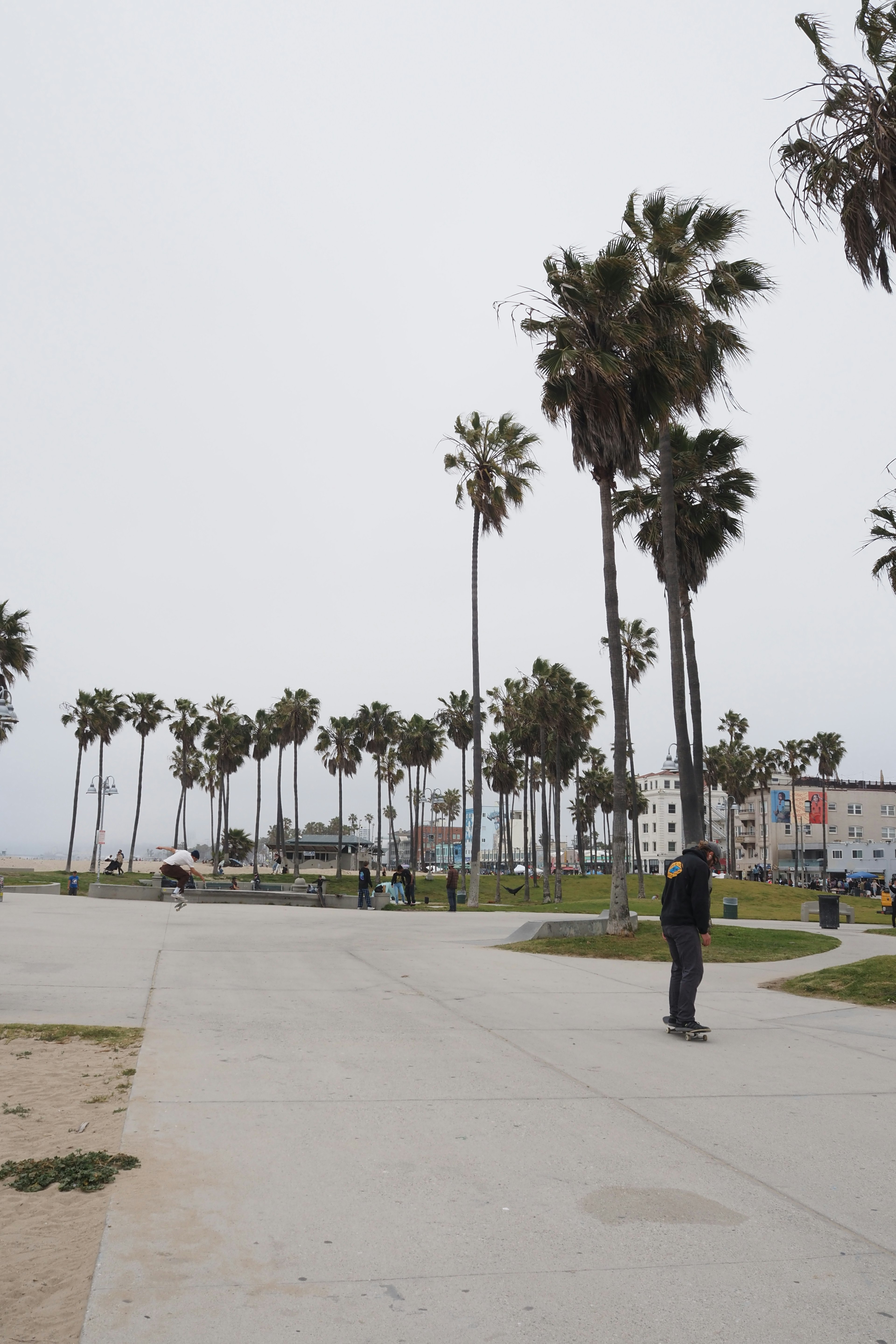 Person skating under palm trees with a cloudy sky