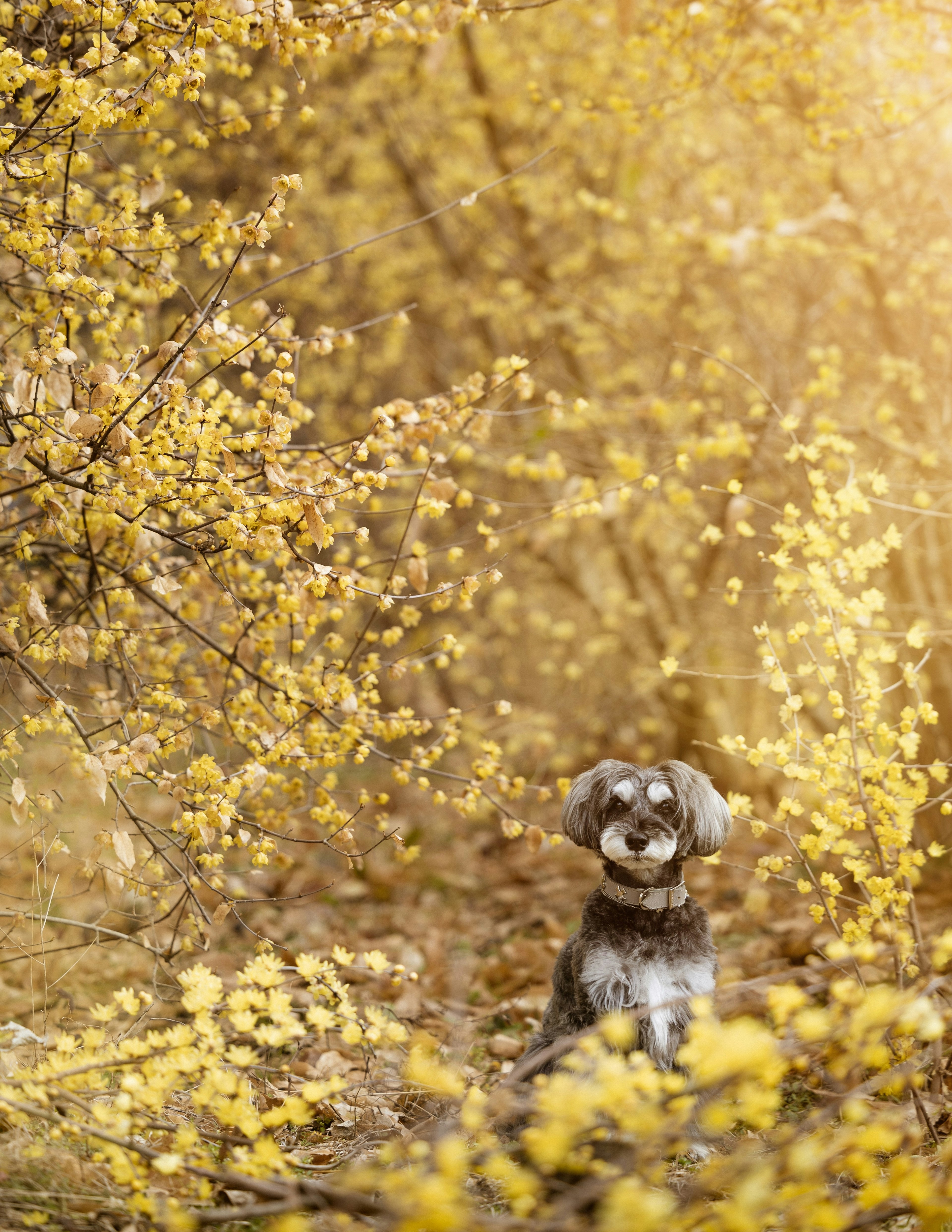 A dog sitting among vibrant yellow flowers in a sunny setting