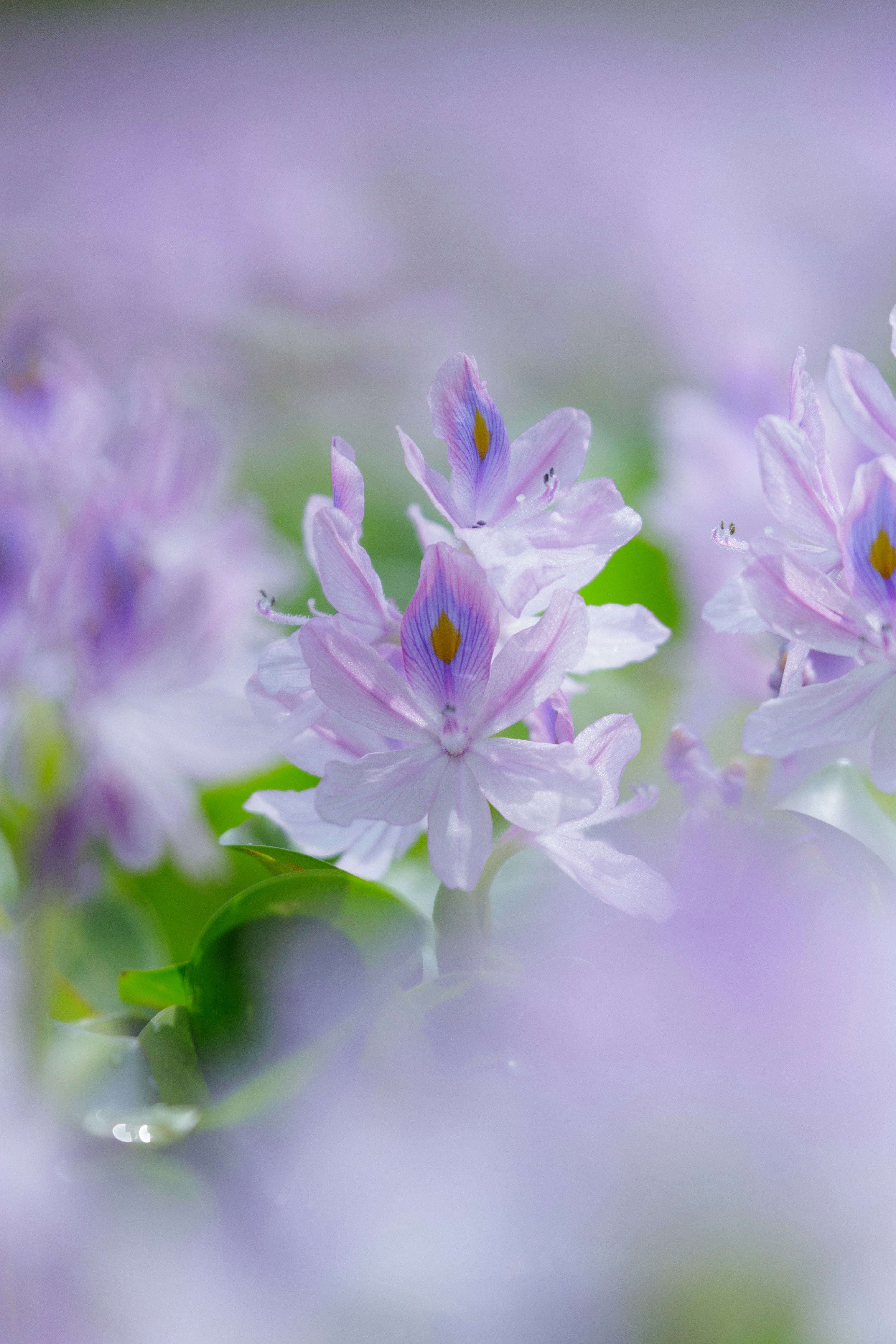 Gros plan de fleurs violettes claires dans un arrière-plan doux