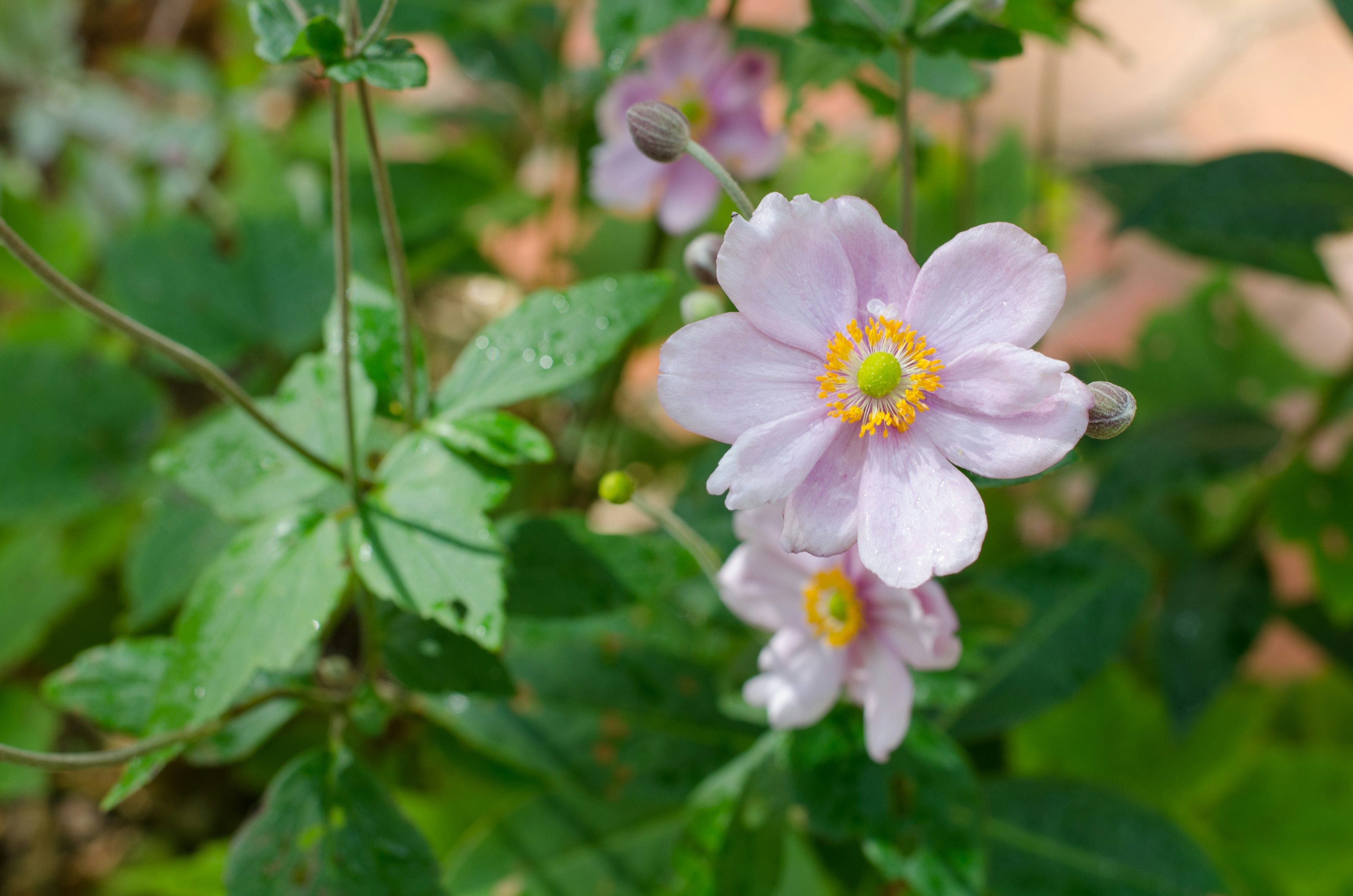 Close-up tanaman dengan bunga pink pucat dan daun hijau