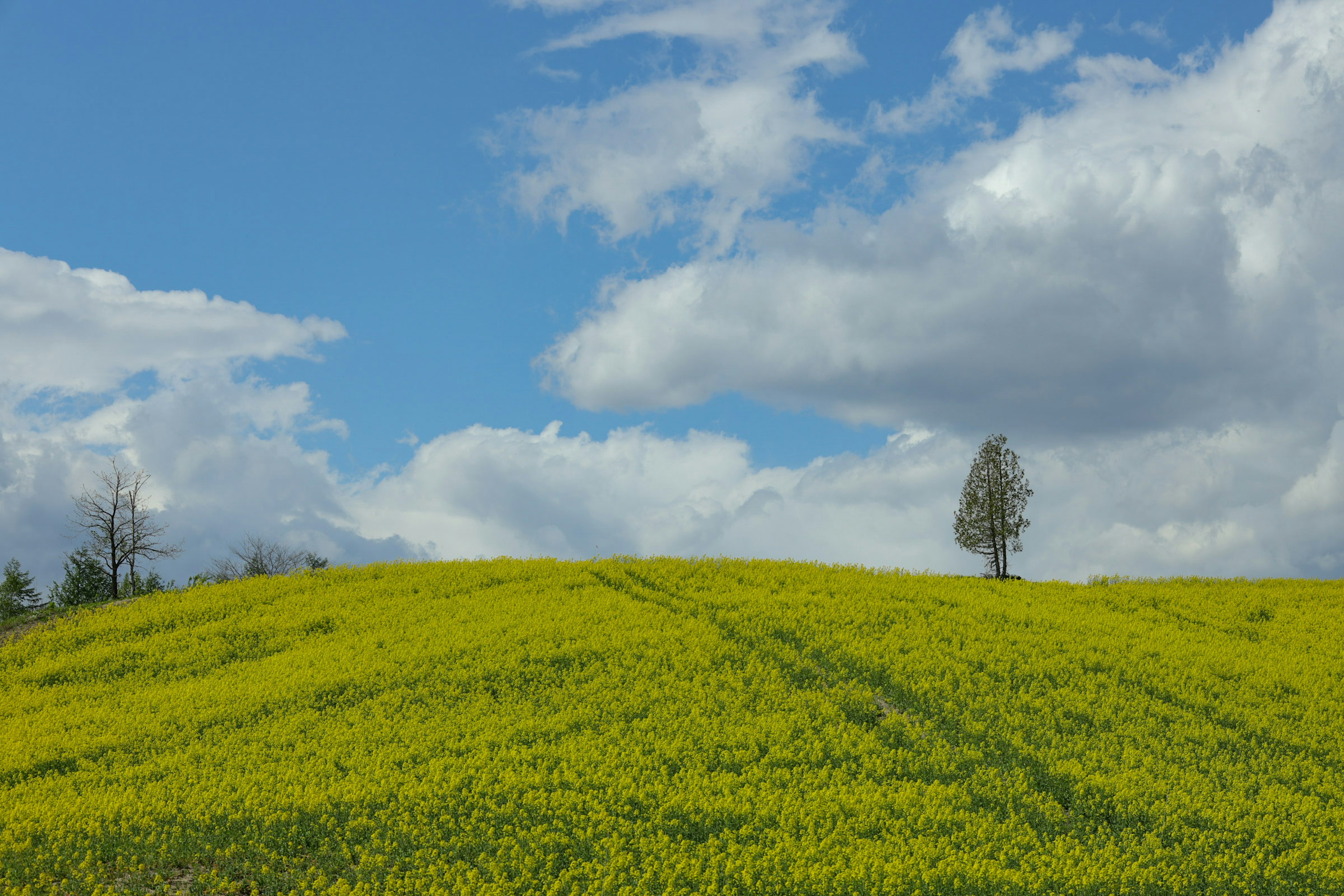 Gelbes Blumenfeld unter blauem Himmel mit einem einzelnen Baum