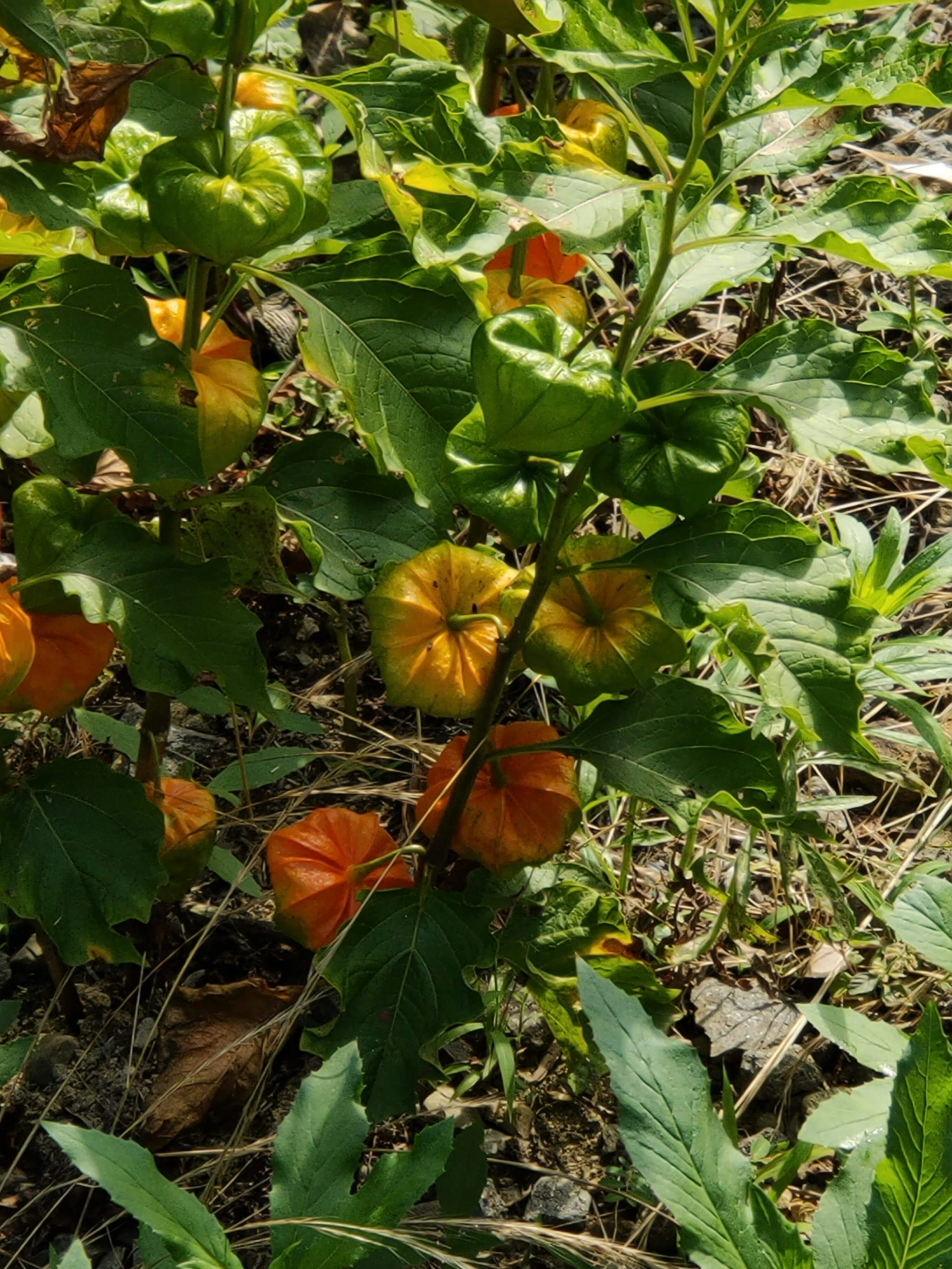 オレンジ色の果実がついた植物のクローズアップ