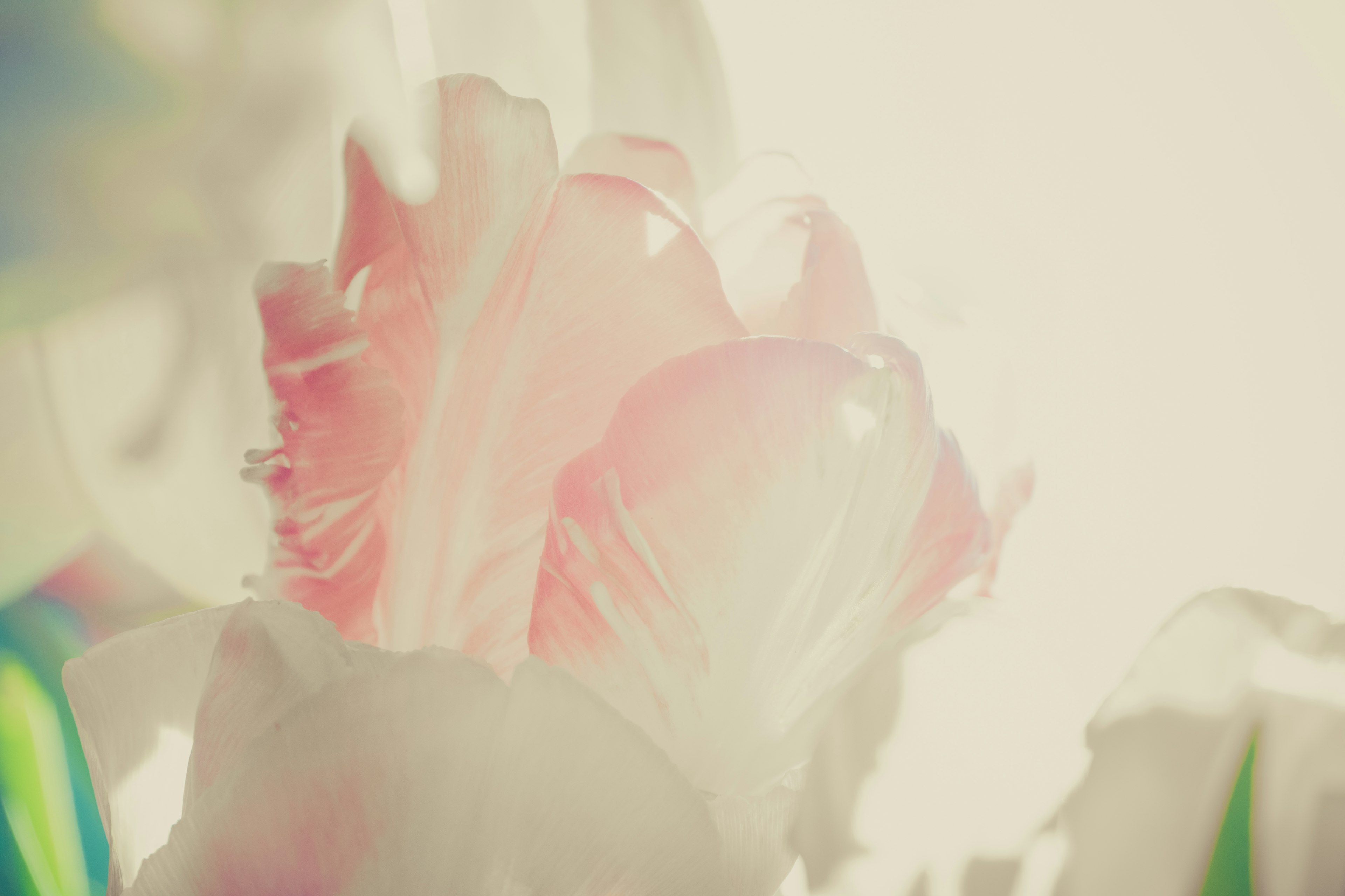 Close-up image of a softly colored flower