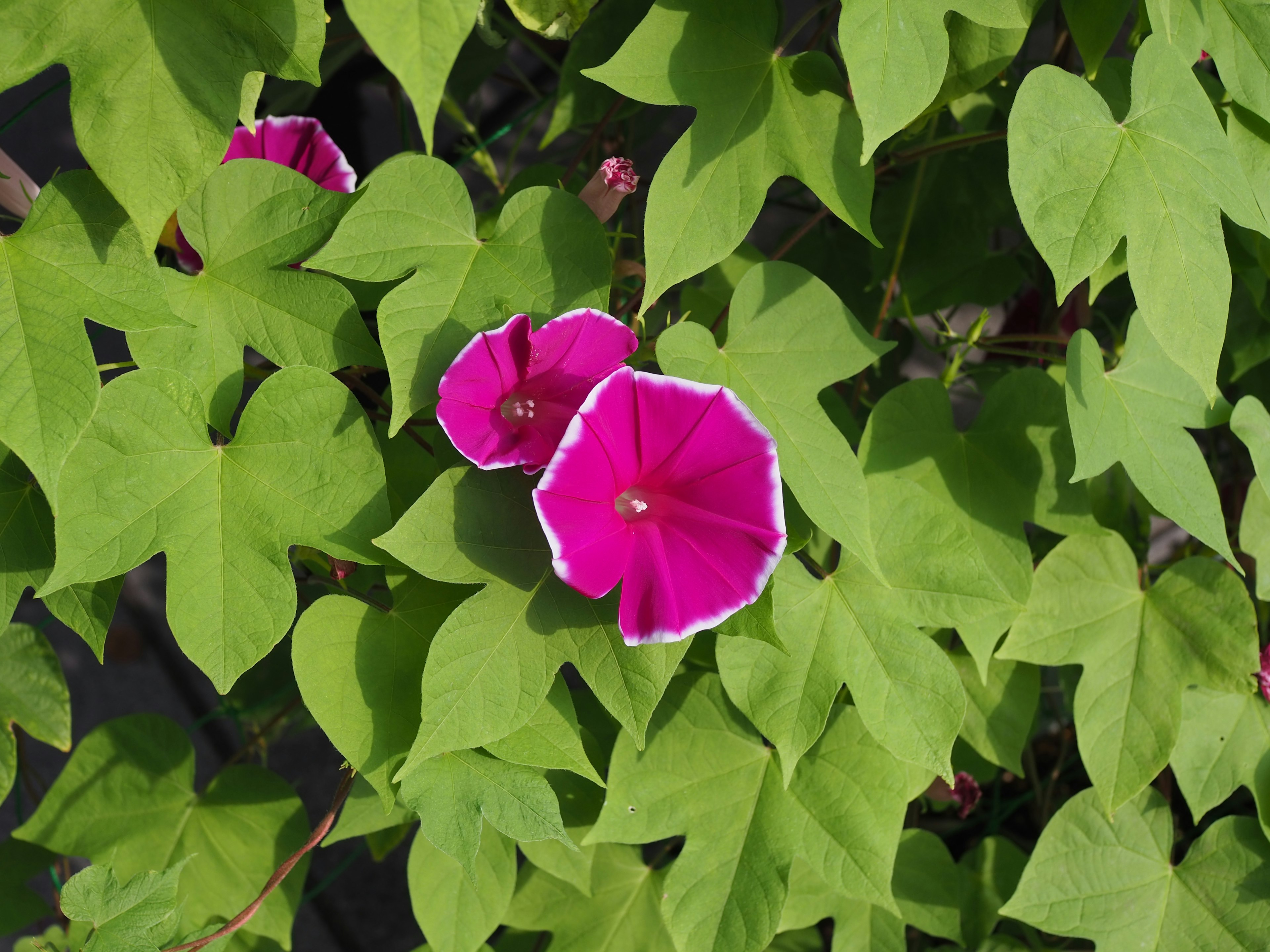 Lebendige rosa Blumen, die unter grünen Blättern blühen