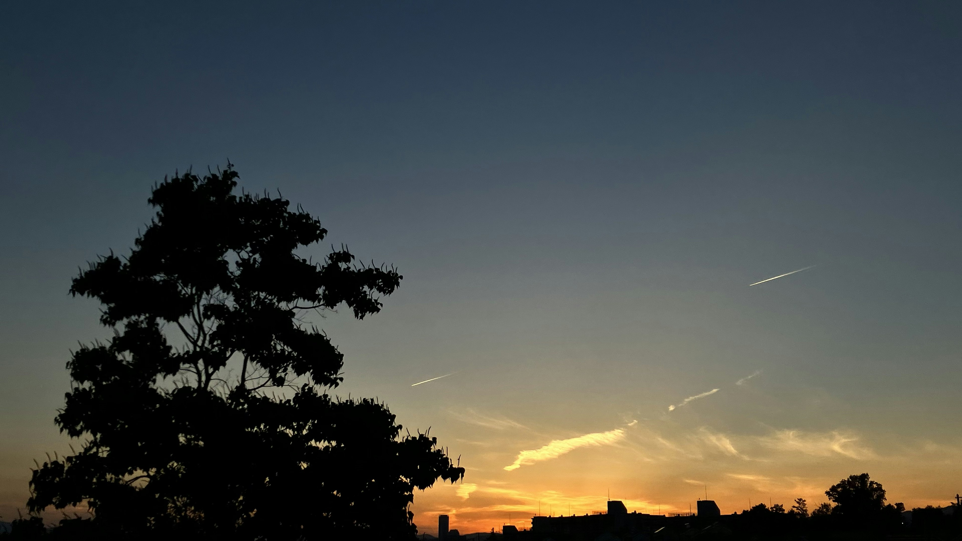 夕焼けの空とシルエットの木