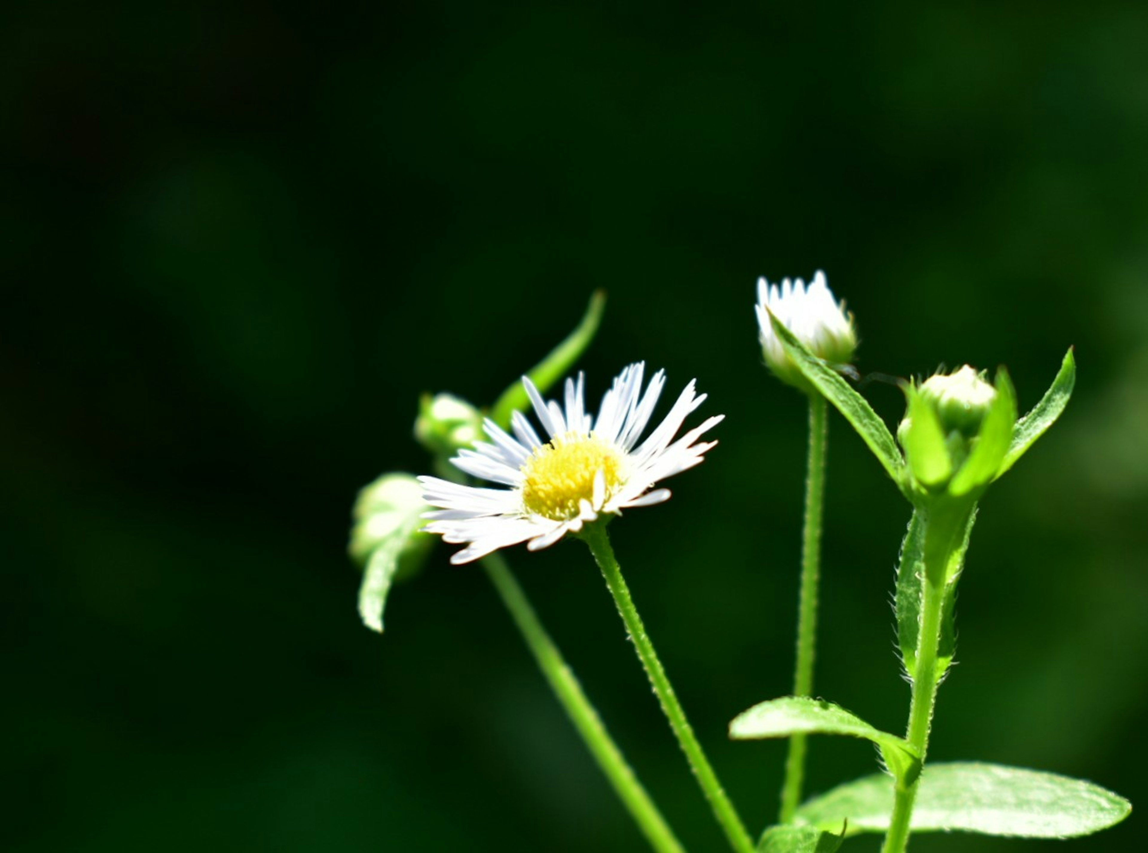 Gros plan d'une plante avec des fleurs blanches et des feuilles vertes