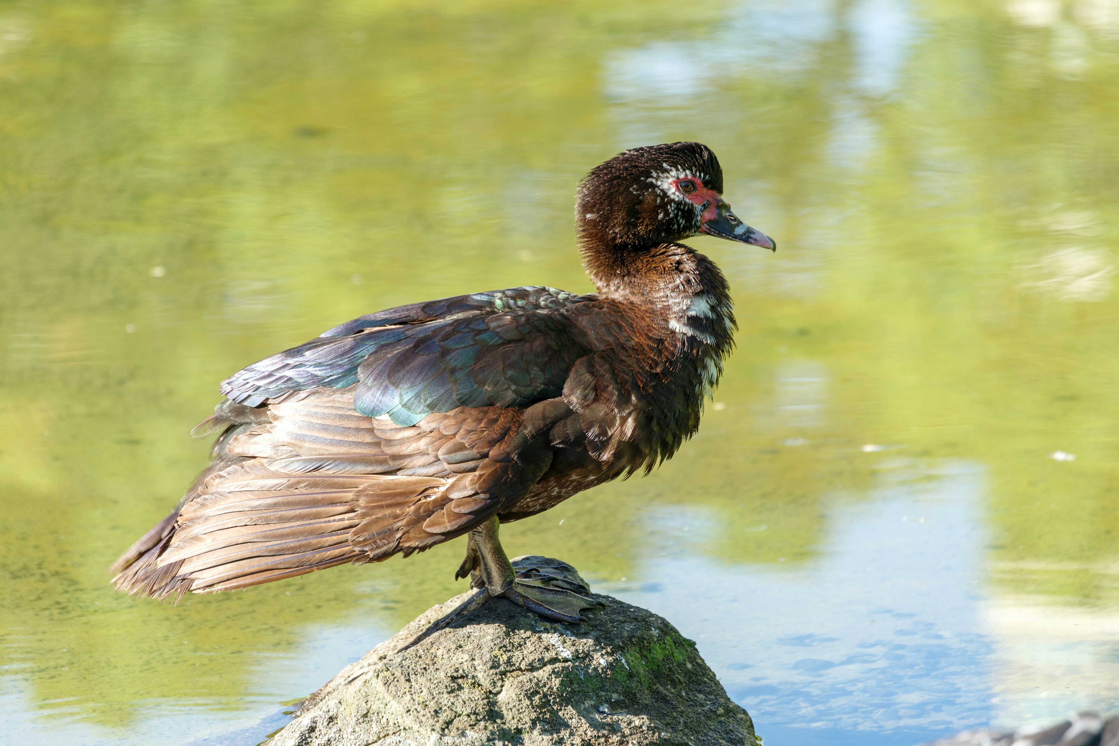 Brauner Vogel steht auf einem Stein am Wasser mit nassen Federn