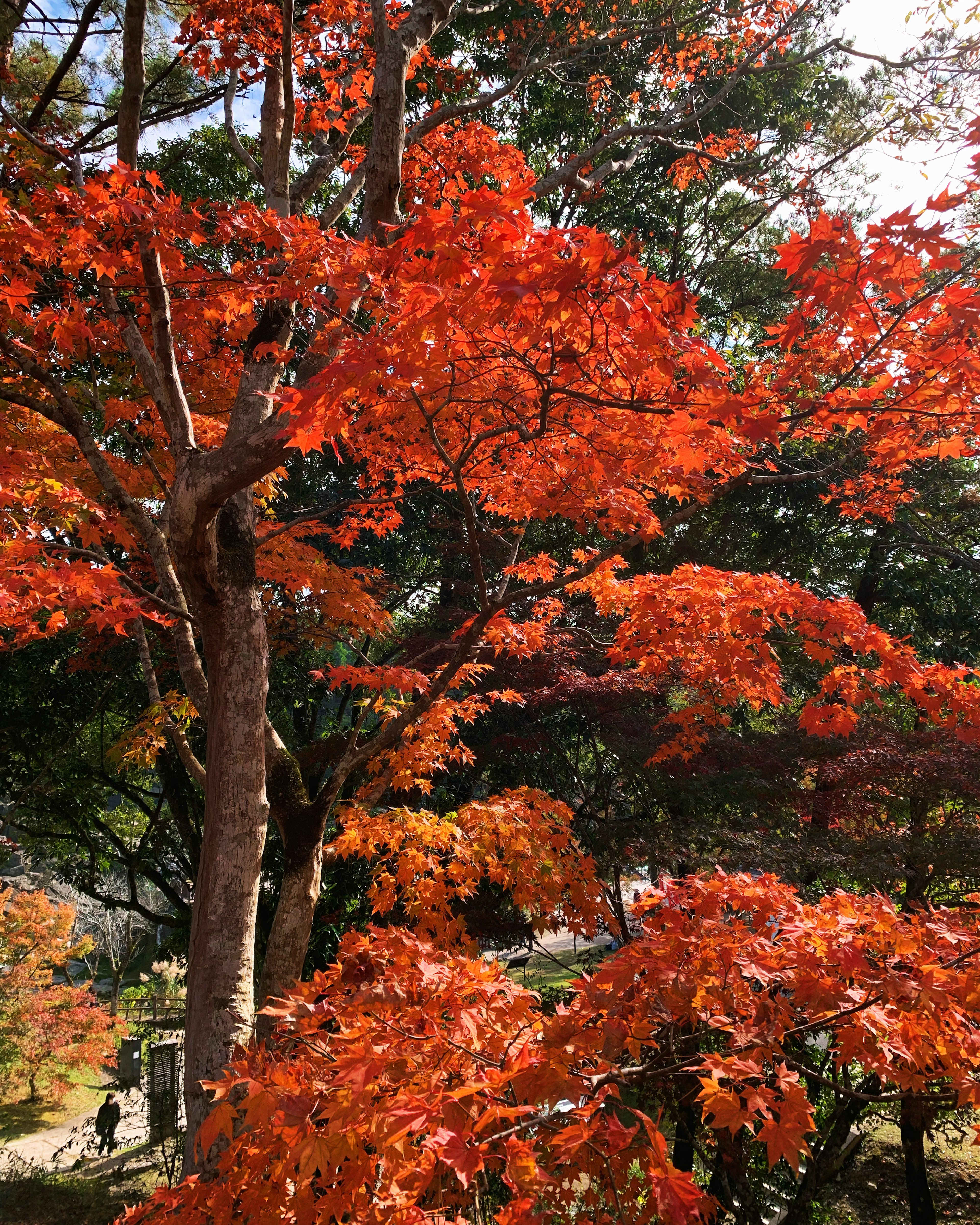 Lebhafte rote Blätter von Bäumen, die im Herbstlicht leuchten