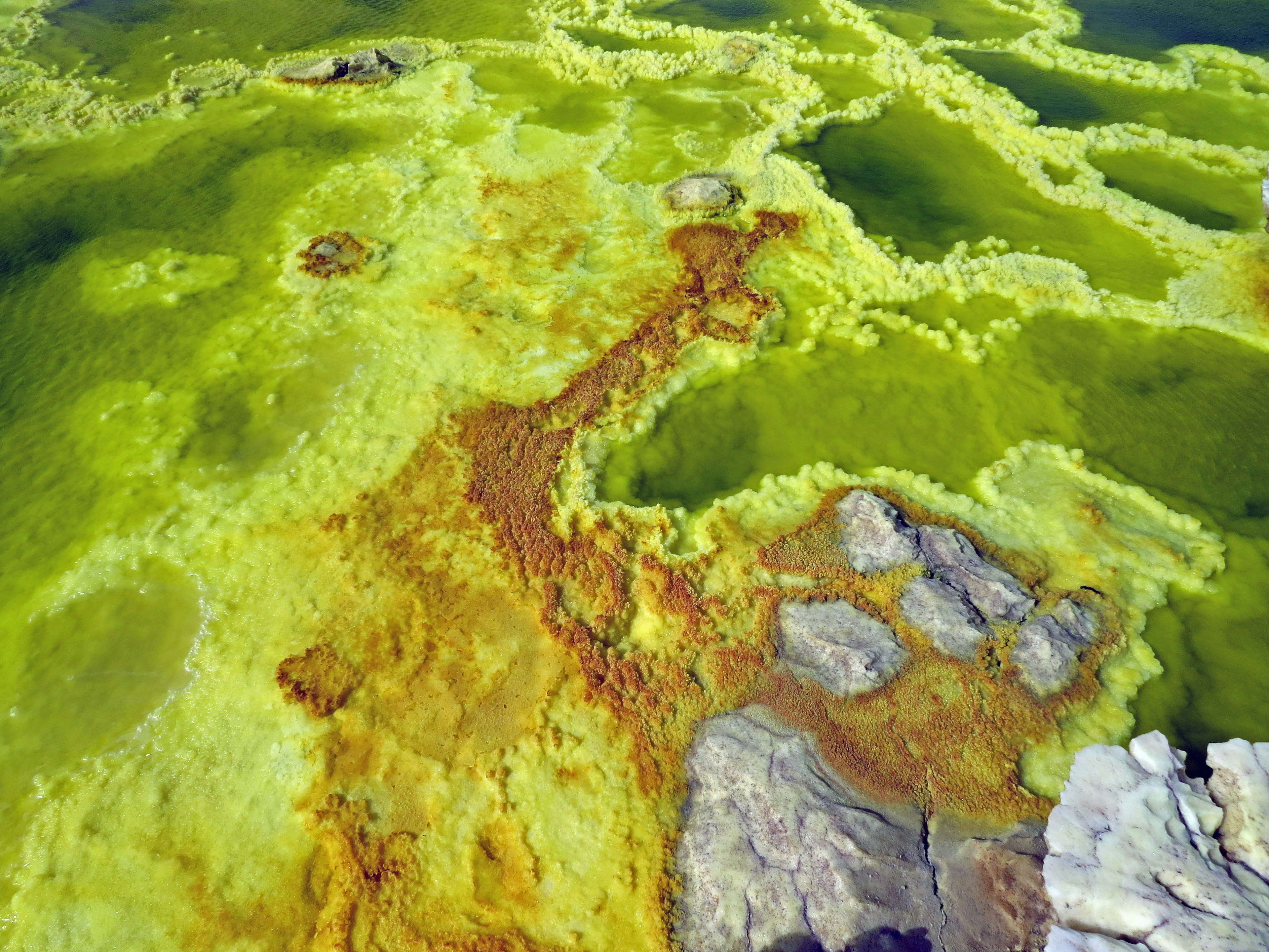 Vibrant green algae and ochre terrain on a water surface