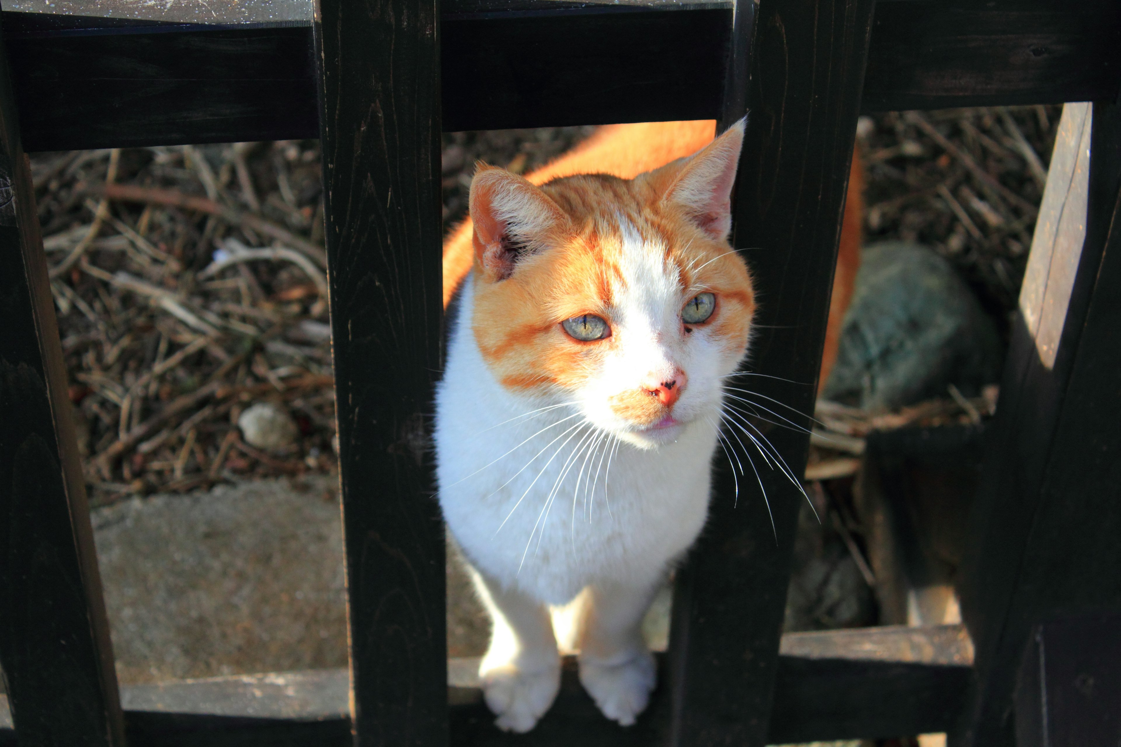 Gato naranja y blanco asomándose a través de una cerca negra