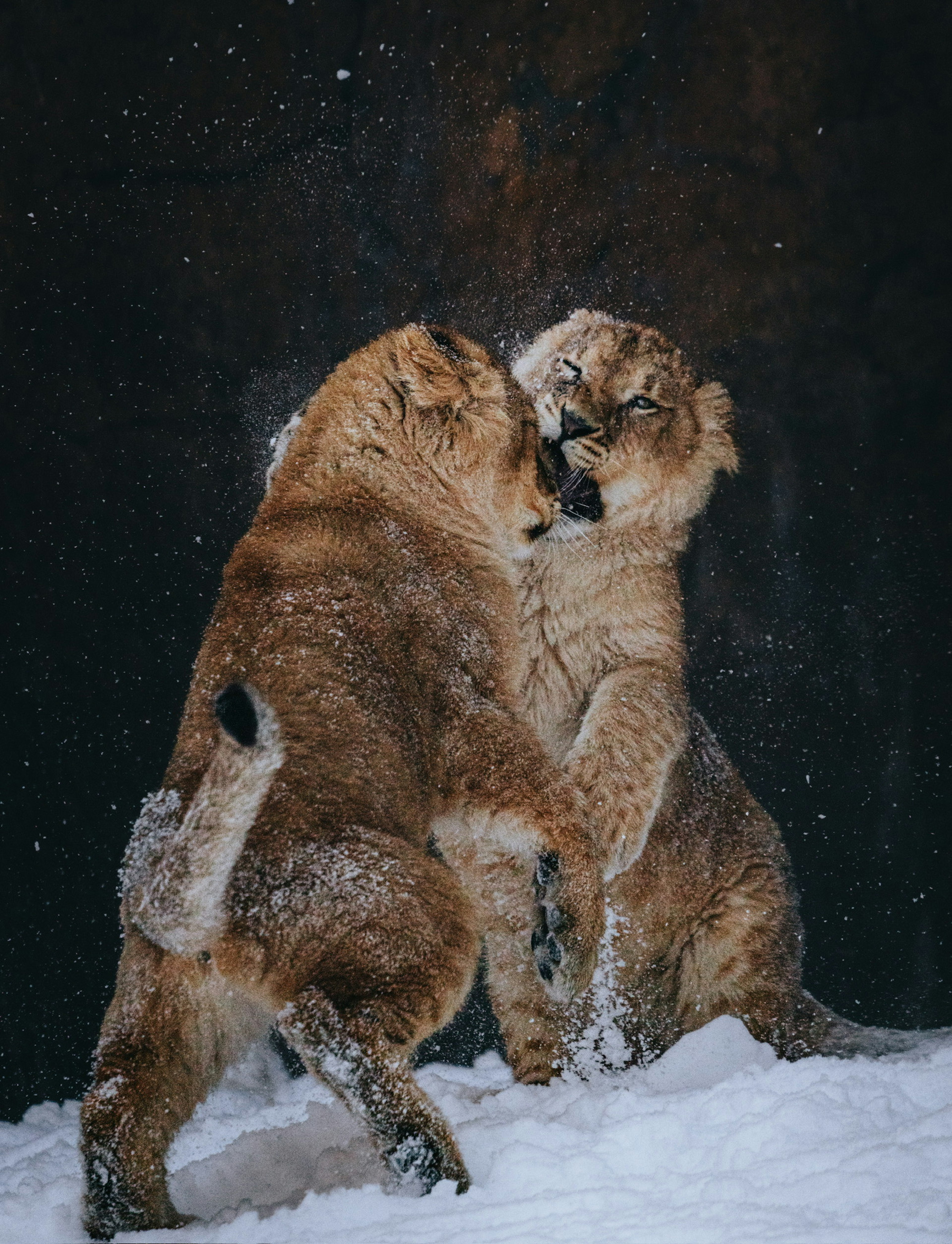 Deux lionceaux jouant dans la neige