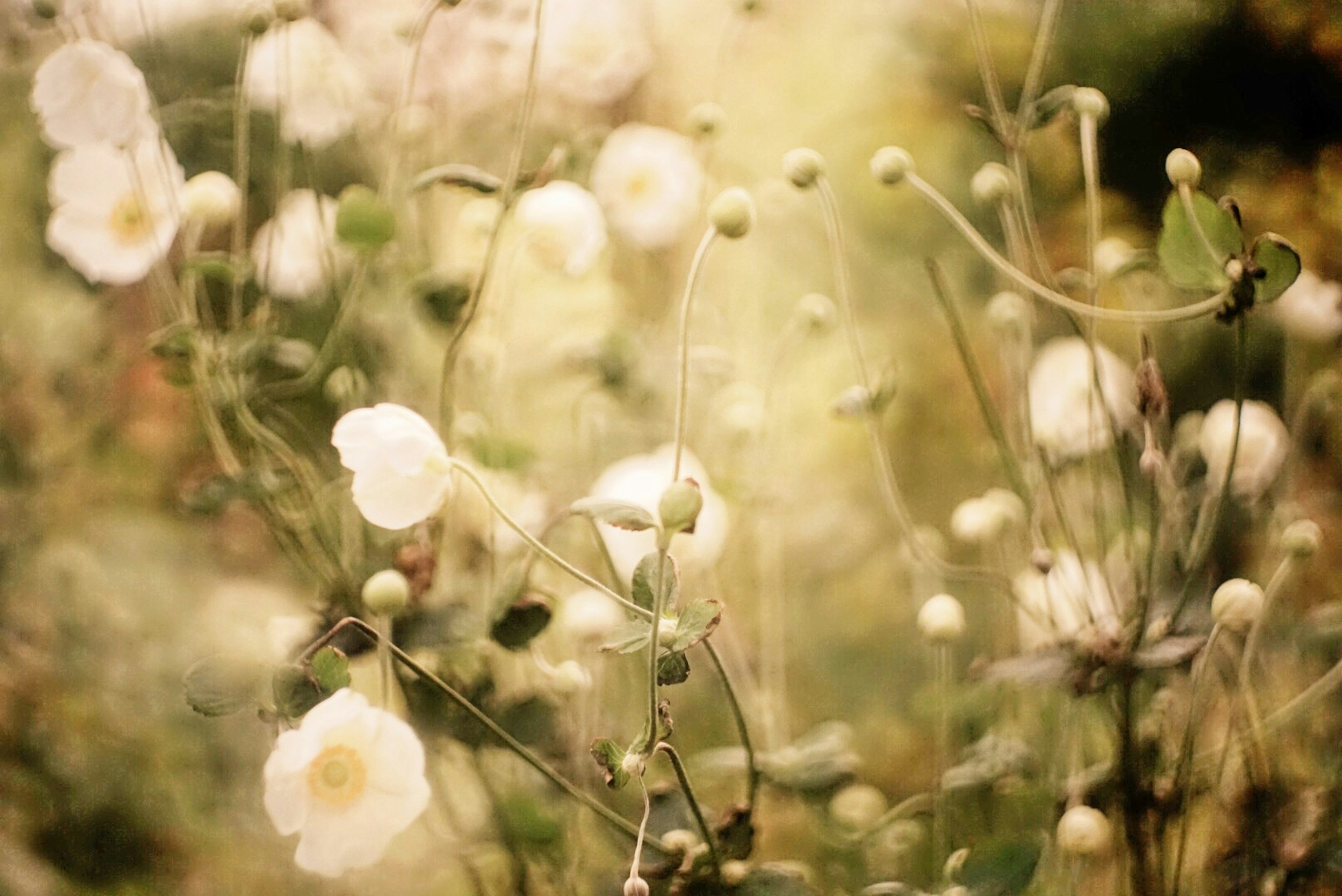 Fiori bianchi delicati e boccioli su uno sfondo morbido