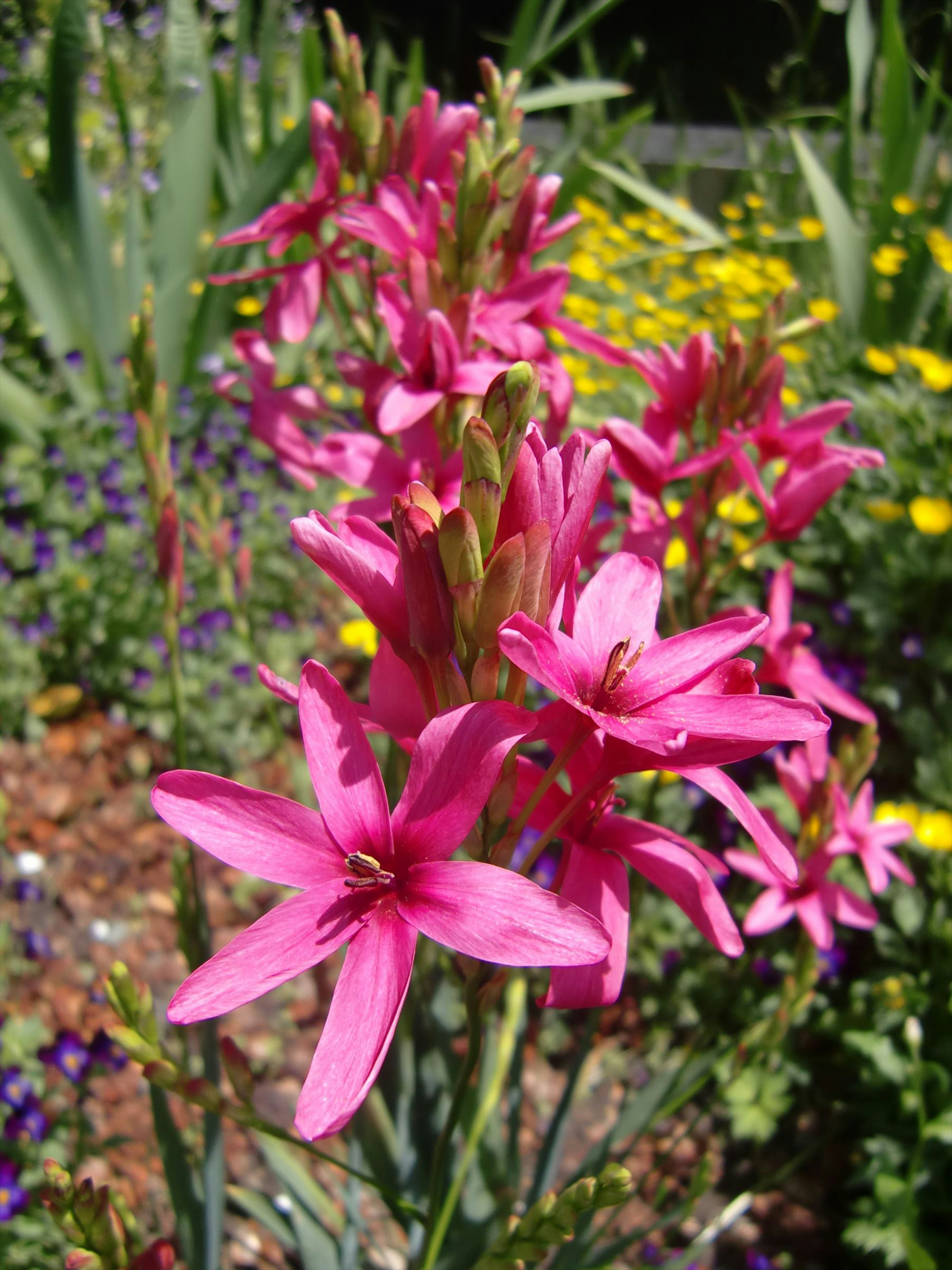 Primo piano di fiori rosa vivaci in un giardino