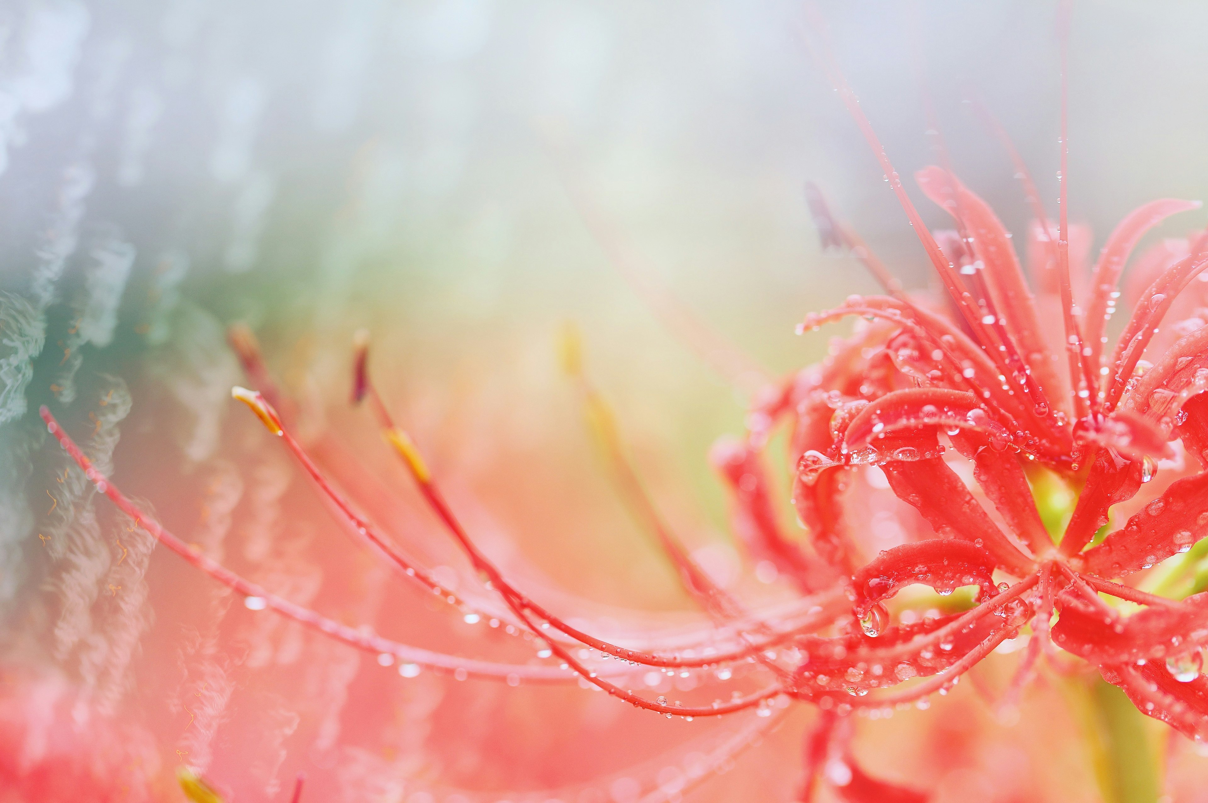 赤い彼岸花の花びらに水滴がついている美しい風景